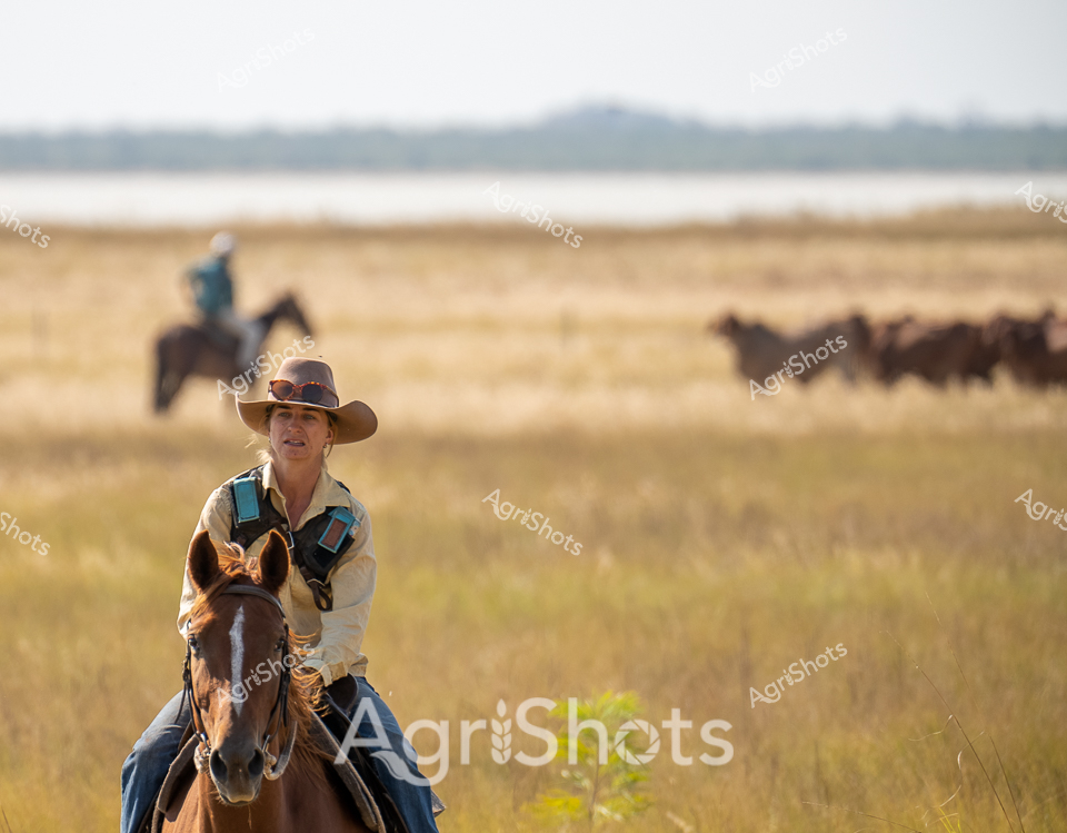 Thundering across the golden grasslands of the Australian outback, a seasoned horsewoman guides her chestnut mare through a sweeping pastoral landscape. Wearing a wide-brimmed bush hat and a light khaki jacket with turquoise accents, she embodies the resilience of rural agricultural workers. In the misty background, another rider herds a small mob of cattle, their dark silhouettes blending into the undulating terrain beneath distant blue hills. Her horse moves with practiced precision, ears alert and posture confident, reflecting years of mustering experience on vast station lands. The early morning light bathes the scene in soft, diffused tones, highlighting the rich textures of dried grasses and capturing the timeless rhythm of cattle management. This image celebrates the enduring spirit of Australian agricultural workers, whose connection to the land is as deep and nuanced as the landscape itself.