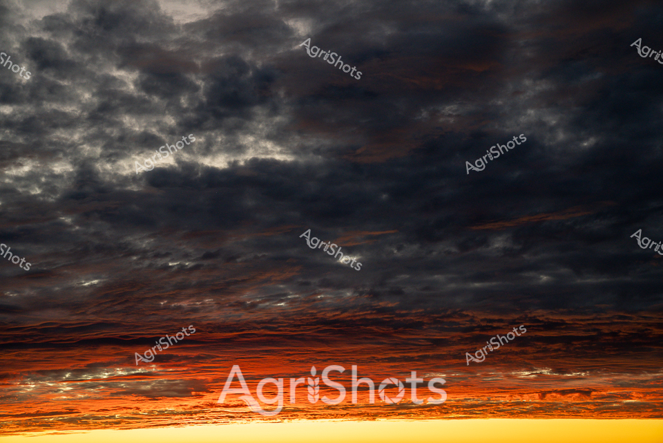 Apocalyptic storm clouds explode across the vast western Australian sky, transforming the horizon into a dramatic canvas of molten gold and burnt sienna. The lower atmosphere blazes with intense yellow-orange hues, creating a fierce gradient that transitions into deep charcoal and slate-gray cloudbanks above. Turbulent cloud formations twist and billow, capturing the raw, untamed essence of the Australian landscape during a dramatic sunset or approaching weather system. Each layer of clouds seems alive with texture - from the smooth, burning lower atmosphere to the roiling, dense formations overhead - suggesting the powerful meteorological dynamics of Western Australia's expansive rural regions. The image pulses with atmospheric tension, evoking the mercurial nature of agricultural landscapes where weather can dramatically impact farming conditions. This striking skyscape represents the spectacular and often unpredictable environmental backdrop against which Australian farmers and agricultural workers conduct their daily operations.