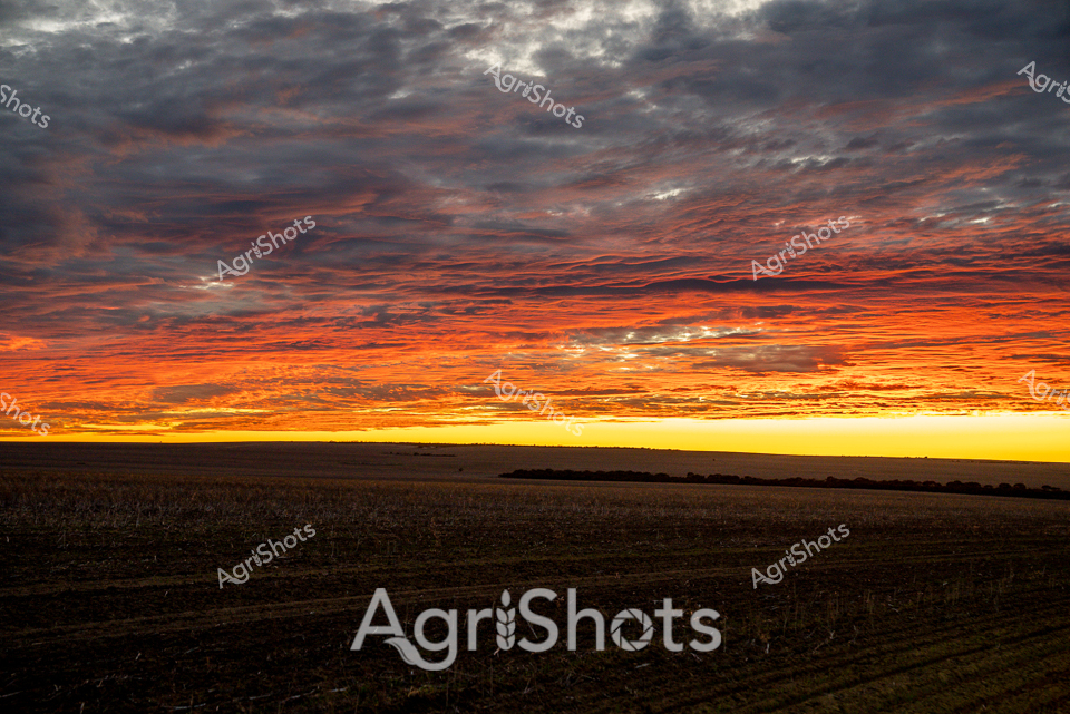 Sunrise ignites the expansive Western Australian wheat belt, transforming the horizon into a canvas of molten gold and fiery orange. Dense stratified clouds cascade across the sky, their intricate layers painted in rich crimson and deep charcoal, creating a dramatic backdrop for the meticulously cultivated agricultural landscape below. The golden light bleeds into the dark, freshly harvested paddock, revealing subtle contours and the precise lines of recent crop harvesting. This breathtaking dawn captures the raw beauty of agricultural terrain, where immense skies dominate the landscape and hint at the day's potential - a moment of profound stillness before the rhythms of farming life begin. The horizon line is razor-sharp, dividing the blazing sky from the rich earth, symbolizing the delicate balance and connection between atmosphere and agricultural land that defines the Australian rural experience. Every gradient and cloud formation speaks to the resilience and majesty of farming in one of the world's most challenging and beautiful agricultural environments.