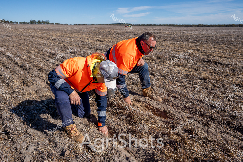 Agricultural field investigators survey a recently harvested paddock in Western Australia, carefully examining soil conditions and crop remnants. Dressed in high-visibility orange safety jackets and protective workwear, the pair bend low, meticulously inspecting the stubble-covered ground. The expansive, flat agricultural landscape stretches to a distant treeline under a pale blue sky, capturing the vast openness of rural farming terrain. Their precise movements suggest a technical assessment - potentially evaluating soil health, checking for pest damage, or preparing for the next planting cycle. Dried crop stalks create a textured golden-brown carpet across the field, with freshly turned earth visible between the remnant vegetation. The workers' careful, methodical approach highlights the technical expertise and attention to detail required in modern agricultural research and land management.