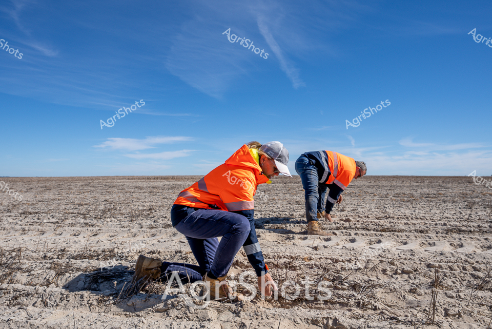 Beneath an expansive cobalt sky stretching over the arid Western Australian landscape, two agricultural workers in high-visibility orange safety vests carefully examine the parched, textured earth during seeding season. Crouched low against the stark, pale ground, they methodically investigate soil conditions, their movements deliberate and focused on preparing the ground for planting. The barren paddock extends to a distant horizon, punctuated by sparse, weathered vegetation, reflecting the challenging agricultural environment of the region's dryland farming zones. Their protective workwear - bright orange vests with reflective striping, sturdy work pants, and protective headwear - signals a professional approach to rural agricultural practices, where safety and precision are paramount. The crisp morning light casts sharp shadows across the terrain, highlighting the intricate surface textures of the compacted soil and emphasizing the delicate balance between human intervention and the unforgiving landscape. This image captures the resilience and careful methodology of agricultural workers in one of Australia's most demanding farming environments, where every careful action can determine the success of the upcoming crop season.