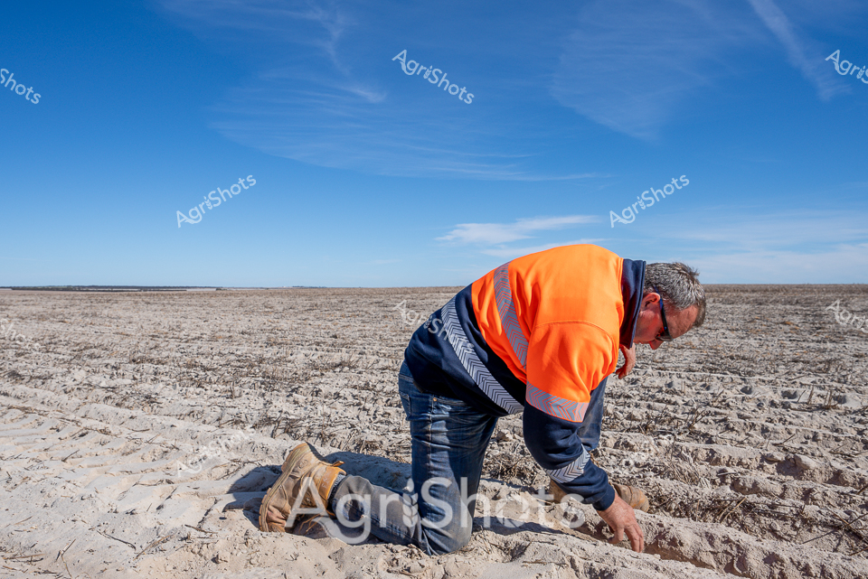 Crouched low beneath an endless azure sky, an agricultural worker in a high-visibility orange safety vest meticulously inspects the dry, cracked earth of a vast Western Australian paddock. The stark landscape stretches to the horizon, a pale expanse of weathered soil awaiting the promise of new season's planting. With careful precision, the worker examines the ground, fingers gently testing the soil's condition - a critical moment in the agricultural cycle that speaks to the resilience and careful planning of Australian farming.

The harsh sunlight casts sharp shadows across the barren field, highlighting the textural contrast between the worker's robust workwear and the fragile, parched ground. Dressed in navy work pants and a bright safety vest, the farmer embodies the careful balance of protection and connection to the land that defines rural Australian agriculture. This is a moment of quiet intensity - a solitary figure bent in concentration, representing the hopes and challenges of crop cultivation in one of the world's most challenging agricultural environments.

The image captures the raw essence of agricultural work in Western Australia - a testament to human perseverance and the delicate relationship between farmer and landscape.