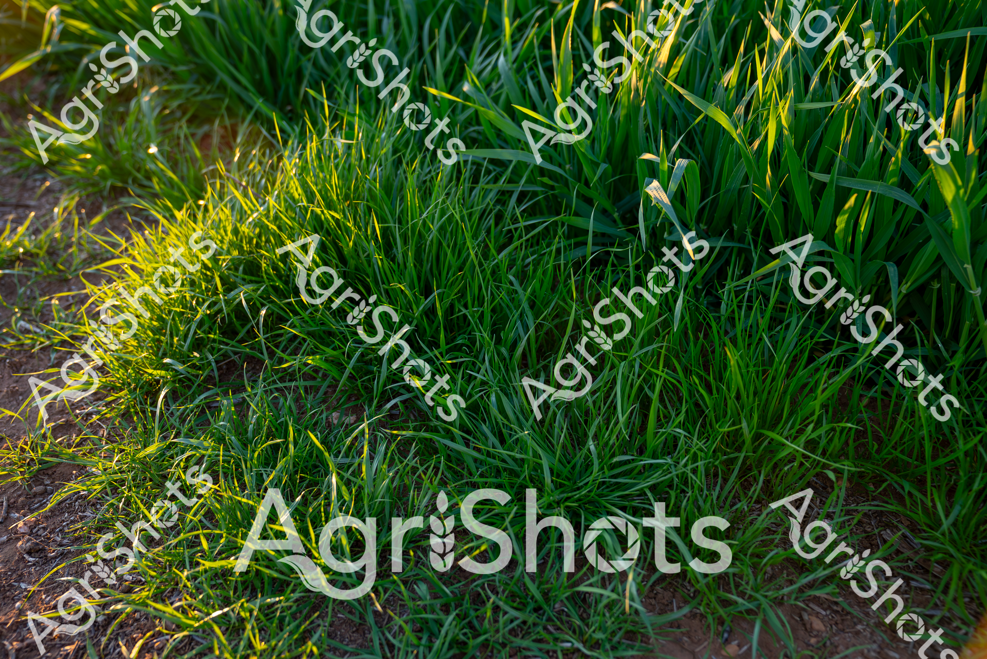 ALMABIN_1691264901_6410171-scaled-watermarked-image-1.png