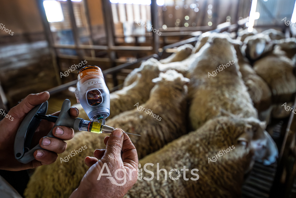 Merino rams crowd the timber-framed shearing shed, their dense wool coats reflecting soft, diffused light filtering through slatted windows. A skilled farmhand prepares a vaccination, carefully loading a precise dosage into the injection device while holding a vial of livestock medication. Weathered hands grip the syringe with practiced confidence, demonstrating the critical care and biosecurity protocols essential in modern sheep farming. The close-packed animals suggest this is likely a Riverina region farm in New South Wales, where Dorset and Merino genetics form the backbone of Australia's renowned wool and meat production. Metallic equipment, warm woolly textures, and the clinical precision of veterinary intervention create a compelling tableau of agricultural expertise. The scene captures the intersection of animal husbandry, scientific management, and generational farming knowledge that defines Australian agricultural practice.