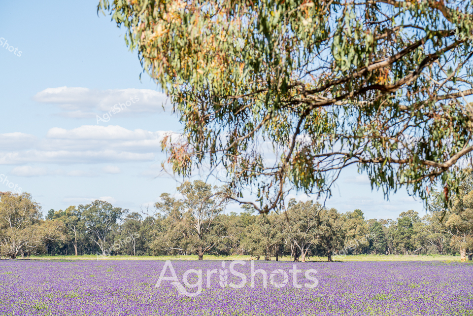 Purple salvation: A lavender field transforms the rural landscape into a sea of vibrant violet, stretching between elegant eucalyptus trees under a soft blue sky. The delicate purple blooms carpet the ground in a dense, mesmerizing tapestry, creating a stunning agricultural vista typical of regional New South Wales. Mature gum trees frame the horizon, their silvery-green foliage providing a natural boundary and contrast to the intense floral display. Wispy clouds drift lazily overhead, suggesting a mild day perfect for agricultural photography capturing the diverse botanical potential of Australian farmland. The intricate texture of the lavender creates a gentle, undulating surface that speaks to careful cultivation and the rich agricultural heritage of the region. This landscape embodies the beauty of specialized crop farming, demonstrating how Australian agricultural practices can create not just productive fields, but breathtaking natural tableaux that celebrate the intersection of human cultivation and natural beauty.