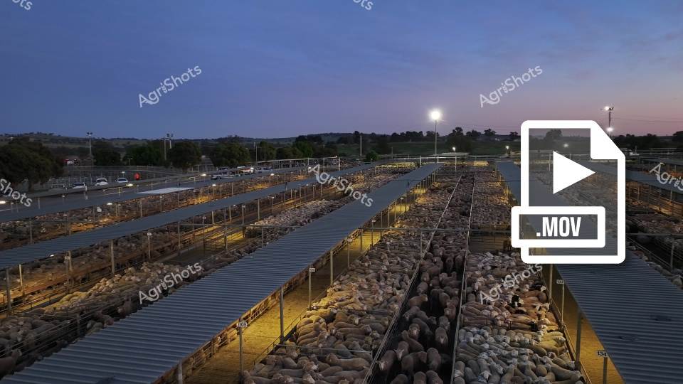At dawn in the Riverina region of New South Wales, a sprawling livestock sale yard comes to life. Hundreds of Merino sheep are penned in long, metal-roofed enclosures, illuminated by overhead lights as the soft sunrise begins to break over the landscape, signaling the start of another day in this critical agricultural hub.