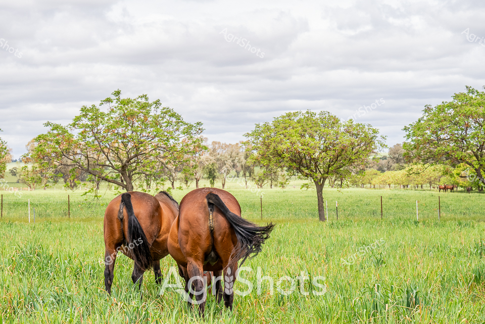 Bay thoroughbred mares graze in lush pastureland, their muscular hindquarters and flowing black tails creating a symmetrical composition against the softly clouded sky. Verdant grasslands stretch between weathered fence lines, punctuated by mature trees with spreading canopies, suggesting a well-managed pastoral property in late spring or early summer. The horses' rich chestnut coats gleam with health, their heads lowered in synchronized grazing, embodying the quiet elegance of fine bloodstock. Distant trees and additional horses hint at a broader equine enterprise, likely a breeding or training facility where quality livestock are carefully nurtured. Muted grey skies and vibrant green landscape create a serene, tranquil atmosphere characteristic of Australian rural thoroughbred country. The meticulously maintained paddock reflects the precision and care fundamental to successful horse breeding and agricultural management.