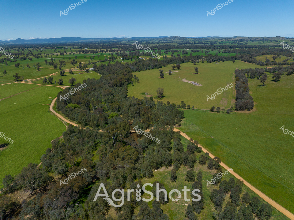 Sprawling pastoral landscape unfolds across a verdant New South Wales farming district, where meticulously managed woodland and grassland create a harmonious agricultural mosaic. Dusty dirt tracks wind through emerald paddocks, connecting scattered woodland clusters and isolated eucalyptus groves that punctuate the rolling terrain. Strategic tree plantings and carefully maintained tree guards protect young saplings, showcasing sustainable land management practices typical of progressive Australian agricultural regions. The undulating topography rises gently towards distant mountain ranges, their soft blue silhouettes blending with a crystalline azure sky, suggesting a crisp, clear morning in late winter or early spring. Carefully demarcated grazing lands alternate with dense tree stands, demonstrating a sophisticated approach to land use that balances productive farming with environmental conservation. The landscape radiates a sense of quiet productivity, where generations of agricultural expertise are evident in every carefully tended hectare, reflecting the nuanced relationship between farmers and their cherished country.