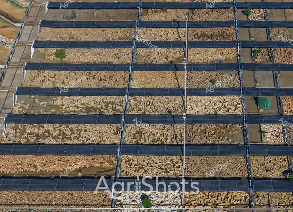 Aerial view of an expansive sheep cattle yards, meticulously organized into gridded pens stretching across arid terrain. Hundreds of woolly merinos cluster tightly together, creating a sea of beige and tan bodies under carefully positioned black shade sails that provide critical protection from the harsh Australian sun. The geometric precision of the infrastructure reveals sophisticated livestock management, with narrow concrete walkways separating each densely populated pen, allowing efficient movement and monitoring. Scattered hints of green—small trees and vegetation—punctuate the otherwise monochromatic landscape, suggesting careful environmental considerations in this large-scale agricultural operation. The uniform design maximizes animal welfare and feed efficiency, highlighting contemporary Australian pastoral practices that balance productivity with animal comfort. The overhead perspective reveals the immense scale of modern sheep farming, where technological design and animal husbandry intersect to support Australia's significant agricultural economy.