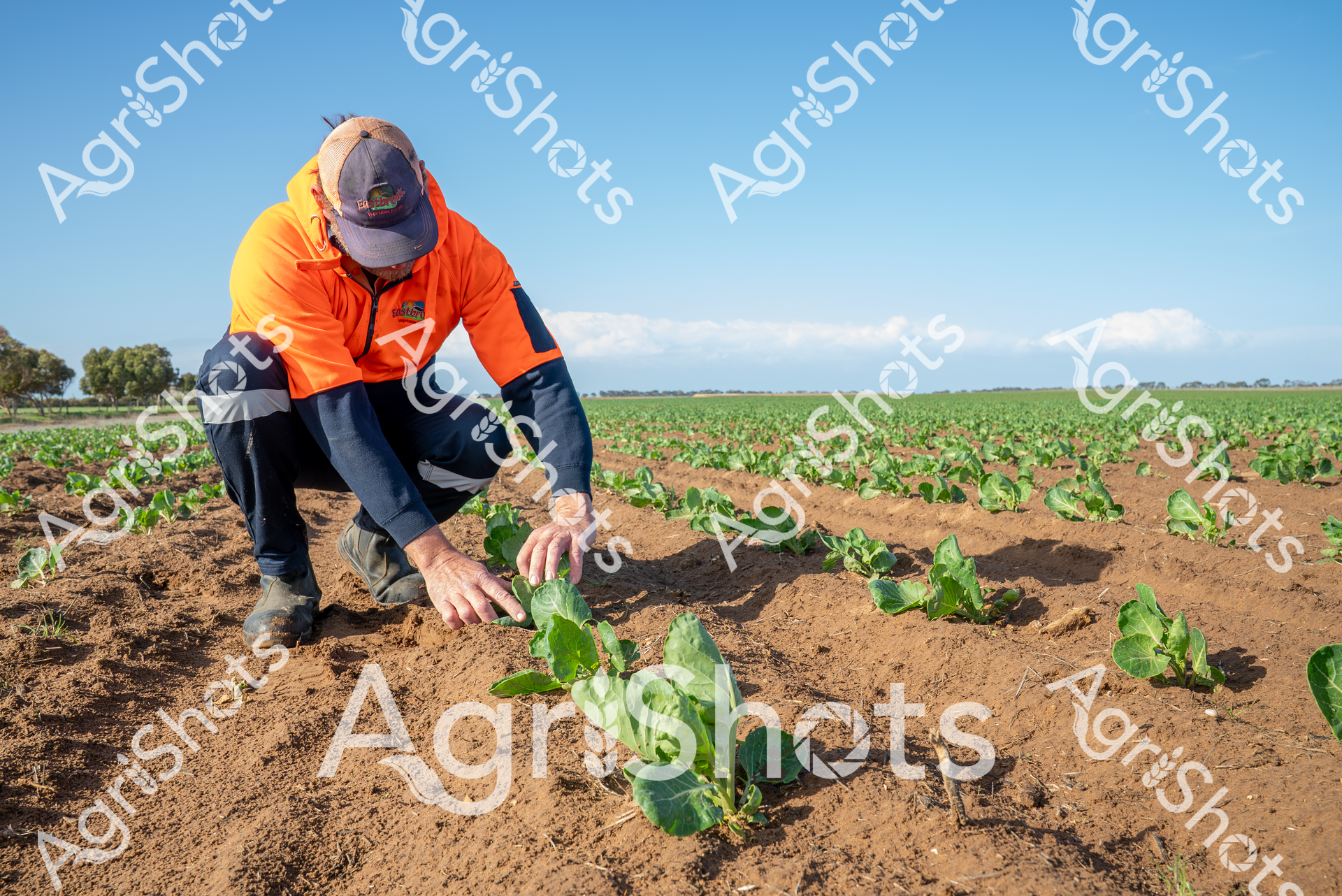 ALMABIN_1699001372_3846289-scaled-watermarked-image-1.png