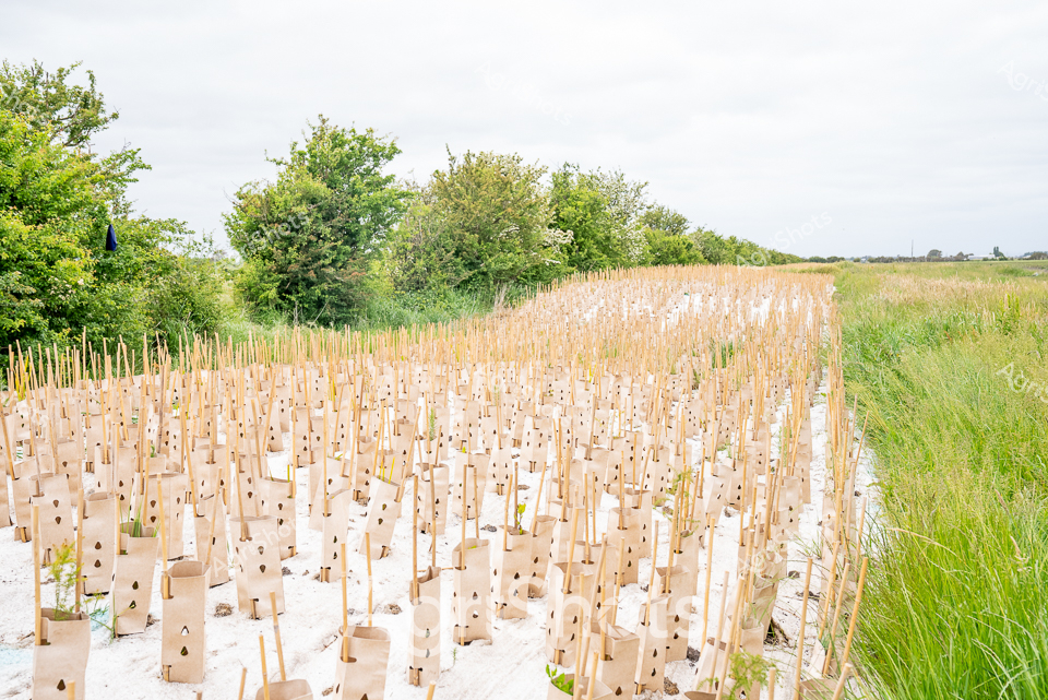 Regenerative seedling plantation stretches across a rural Victorian landscape, revealing a methodical approach to land restoration. Neat rows of protective tree guards blanket the white ground, each housing a young sapling and providing crucial shelter during early growth stages. Tender green shoots emerge from the cardboard shelters, promising future woodland or windbreak vegetation. The surrounding grassland and mature tree line create a soft, verdant backdrop, highlighting the careful agricultural intervention. Soft overcast light bathes the scene, suggesting early morning or late afternoon during spring planting season. This meticulously planned reforestation effort represents a commitment to sustainable land management, demonstrating how strategic tree planting can rehabilitate and enhance agricultural ecosystems, balancing productive farmland with environmental regeneration.