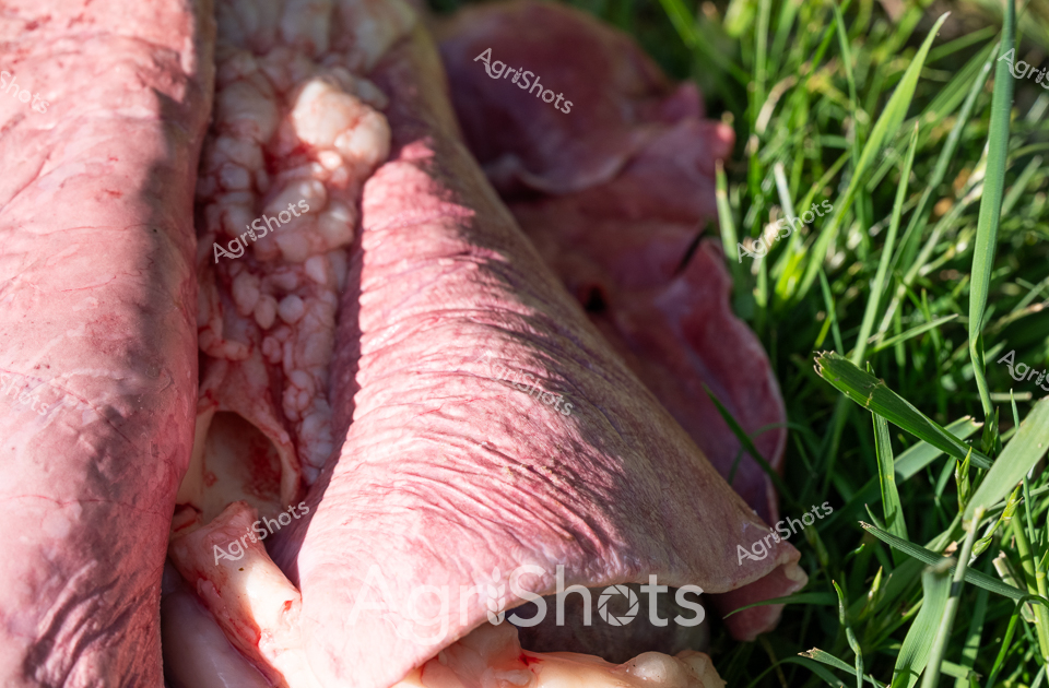 Raw, visceral anatomical study of sheep respiratory system, displaying pale pink lung tissue against verdant grass. Detailed cross-section reveals intricate internal structures, with delicate alveolar clusters and textured pulmonary membranes. The pale organic matter contrasts sharply with bright green grass blades, creating a clinical yet naturalistic agricultural pathology scene. Precise dissection exposes the complex biological architecture, suggesting veterinary research or livestock health monitoring processes. The graphic anatomical detail speaks to the meticulous scientific approach fundamental to modern agricultural practice.