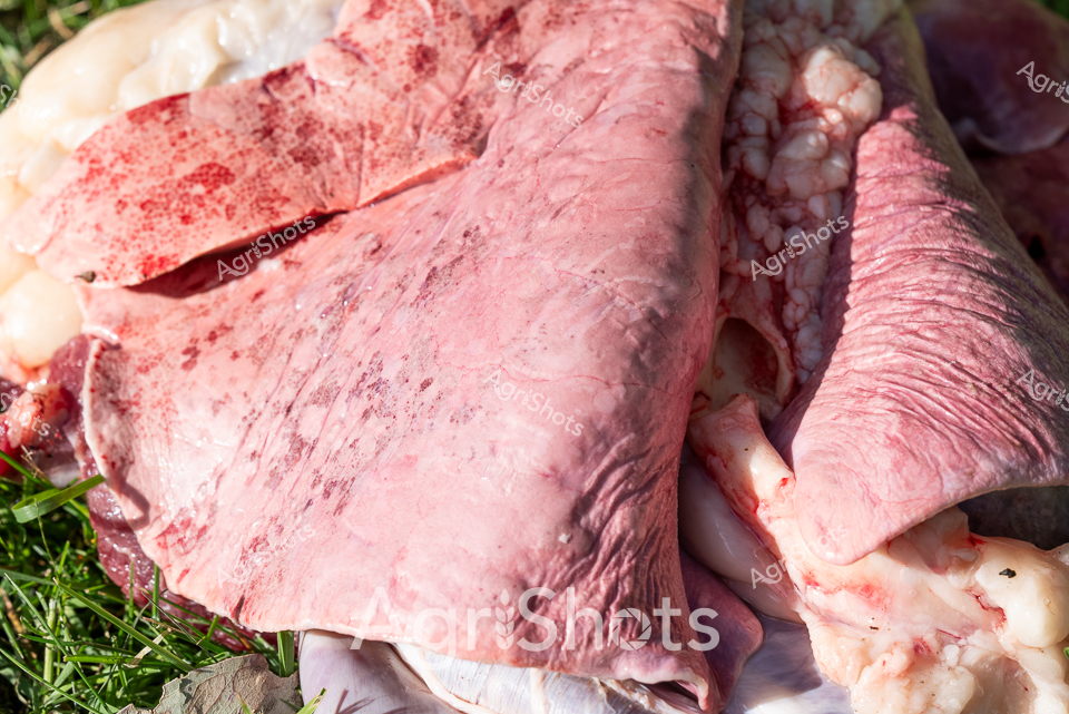 Raw, freshly harvested sheep lungs rest on a bed of green grass, revealing the intricate anatomical details of this vital organ. The pale pink tissue displays a delicate, textured surface marked with subtle variations in color and translucent membrane layers. Deep crimson spots and residual blood highlight the recent harvest, capturing the clinical precision of veterinary or agricultural inspection processes. Soft, folded surfaces and varying tones of pink and white demonstrate the complex internal structure, with subtle veining and tissue connections visible. The surrounding grass provides a stark, natural contrast to the clinical, raw biological specimen, suggesting a farm setting where animal health and livestock management are carefully monitored. This close-up reveals the meticulous attention to detail in agricultural practices, showcasing the unfiltered reality of livestock processing and veterinary examination.