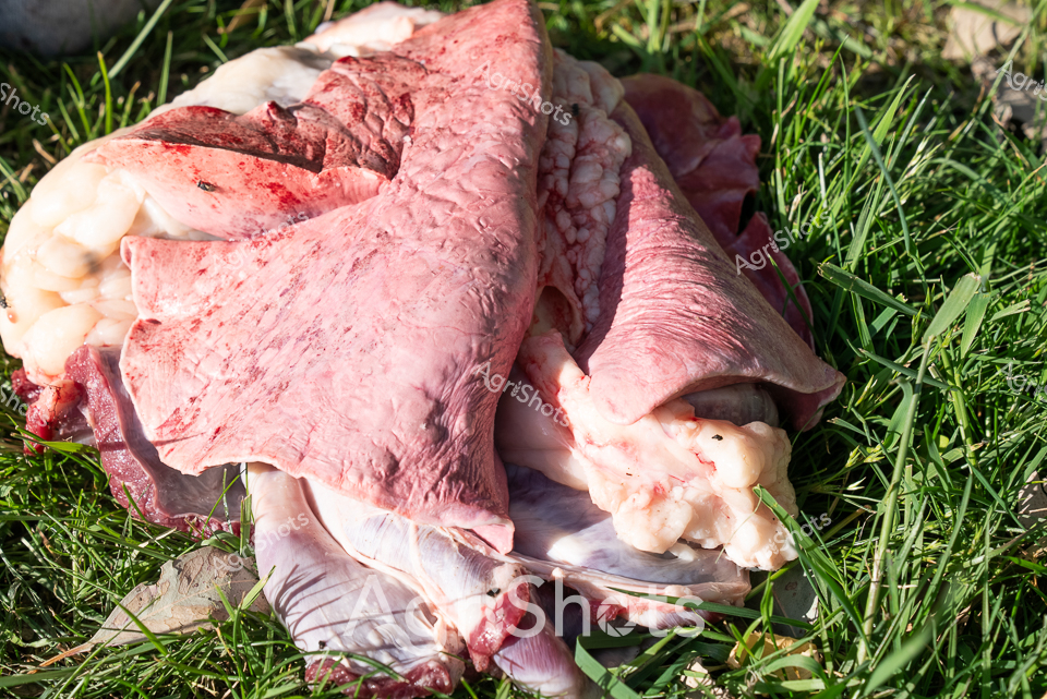 Raw Ovine Anatomical Study: Thoracic Dissection

Pale pink and deep crimson lung tissue sprawls across verdant grass, presenting an intimate anatomical landscape of ovine respiratory anatomy. The delicate, textured organs display intricate structural details - lobes, vessels, and membrane variations revealing the complex internal architecture of a sheep's pulmonary system. Soft tissue transitions from pale blush to deeper carmine hues, highlighting the organic contours and subtle variations in tissue density. Sharp blades of grass provide a stark, living green counterpoint to the exposed biological specimen, creating a visceral contrast between vibrant vegetation and the vulnerable internal anatomy. This forensic-like examination offers a clinical yet poetic glimpse into the biological mechanics of livestock, capturing the raw intersection of scientific observation and agricultural practice. The precise arrangement suggests methodical veterinary or agricultural research, documenting the physiological details critical to understanding animal health and livestock management.