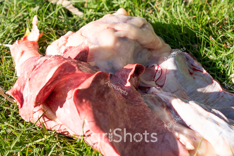 Fresh meat cuts reveal deep red and pale pink tissues, highlighting the transition from livestock to food production. Anatomical segments demonstrate the professional meat processing techniques used in Australian agricultural supply chains. Sunlight illuminates the textural details of the butchered meat, casting sharp shadows across the grass and revealing the precise cutting and preparation methods. The graphic close-up provides a clinical view of livestock processing, representing an essential stage in meat production and agricultural food systems.
