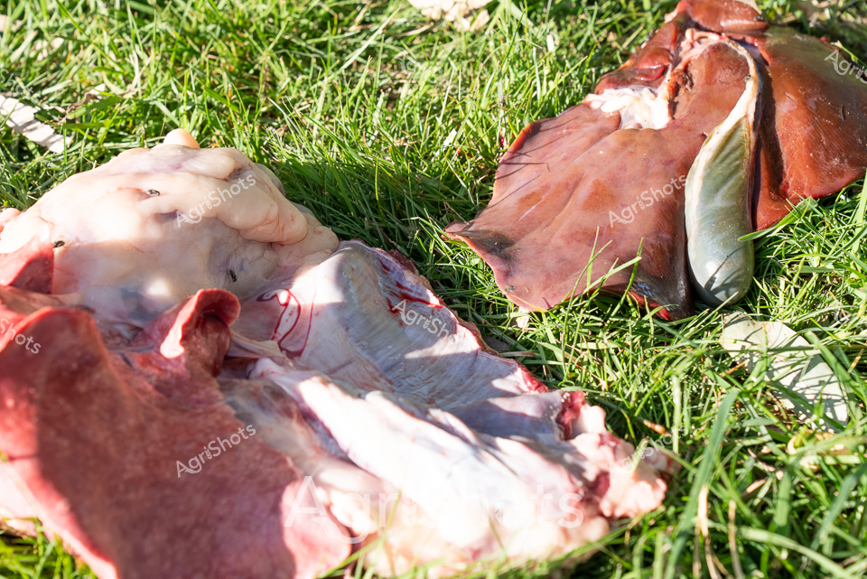 Raw pastoral pathology unfolds across a verdant grass field - a post-mortem examination of sheep viscera illuminates agricultural veterinary science. Pale pink and deep crimson organ tissues sprawl across bright green grass, revealing intricate anatomical details of lungs, liver, and connective membranes. Sunlight casts sharp shadows, highlighting the delicate textures and organic contours of the dissected biological specimens. This forensic agricultural scene captures the critical diagnostic processes farmers and veterinarians employ to understand livestock health, disease transmission, and biological conditions affecting sheep populations. The clinical yet naturalistic arrangement speaks to the intersection of scientific methodology and rural animal husbandry practices. Each exposed tissue fragment represents a potential window into understanding complex physiological systems that underpin livestock management and agricultural sustainability.