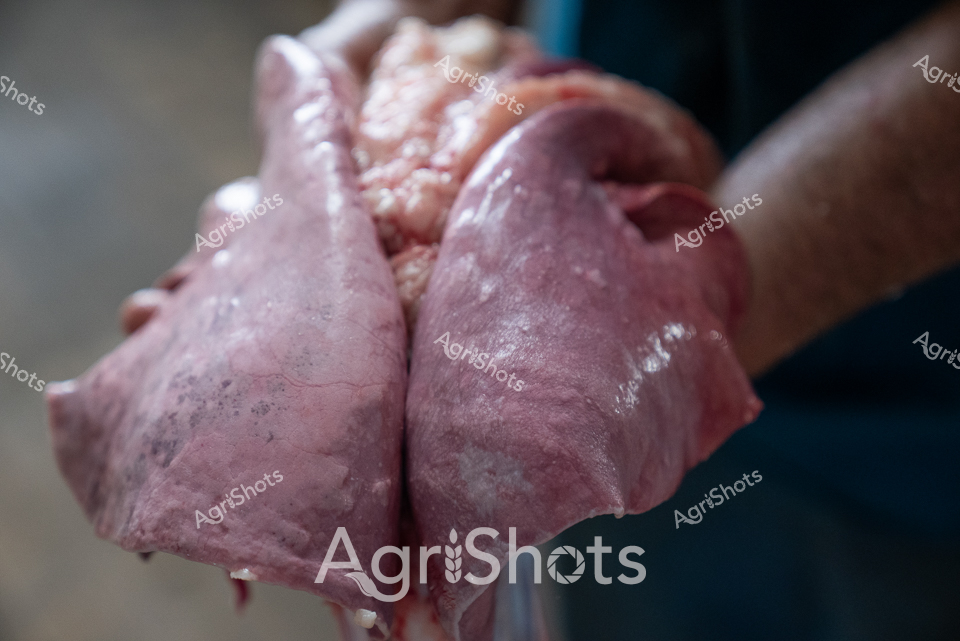 Raw Ovine Anatomy: Freshly Harvested Sheep Lungs

Glistening pink and deep burgundy, these ovine lungs emerge with stark anatomical precision, their delicate lobes and bronchial structures exposed in vivid detail. Wet and reflective, the lung tissue displays the complex biological architecture fundamental to respiratory function in livestock. Each textural surface reveals intricate membrane patterns, showcasing the biological mechanics of a sheep's internal respiratory system. The close-up perspective captures the raw, unfiltered biology with clinical clarity, presenting an unflinching examination of animal physiology that speaks to veterinary science, agricultural research, and meat production processes. Droplets of moisture accentuate the organic contours, creating a visceral representation of biological form that is both scientifically precise and visually arresting. This image represents a critical moment in agricultural assessment, where animal health, medical understanding, and livestock management intersect.