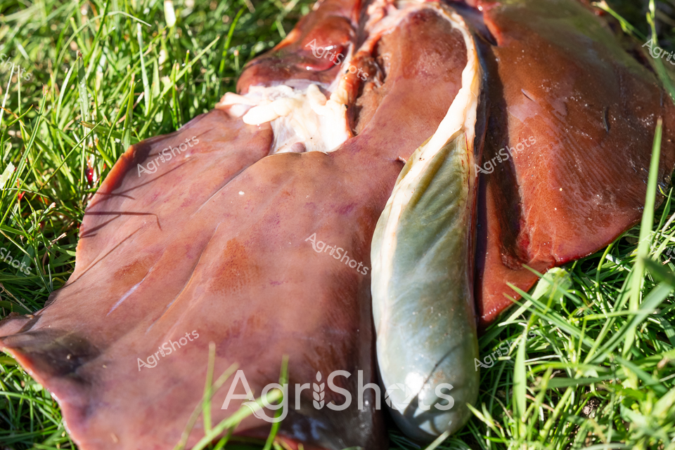 Fresh Ovine Dissection: Anatomical Research

Reddish-pink sheep viscera sprawl across vibrant green grass, revealing intricate internal anatomy during a precise post-mortem examination. The raw biological tissue displays rich crimson and pale cream tones, with delicate organic structures exposed against the verdant pasture backdrop. This forensic agricultural investigation captures the methodical process of livestock health monitoring and veterinary research, highlighting the scientific approach to animal husbandry. Each carefully separated organ demonstrates the meticulous nature of agricultural science, where understanding animal physiology is crucial to maintaining flock health and productivity. The high-resolution close-up provides an unflinching glimpse into the complex biological systems that underpin successful sheep farming, presenting a stark yet scientifically fascinating view of livestock management.