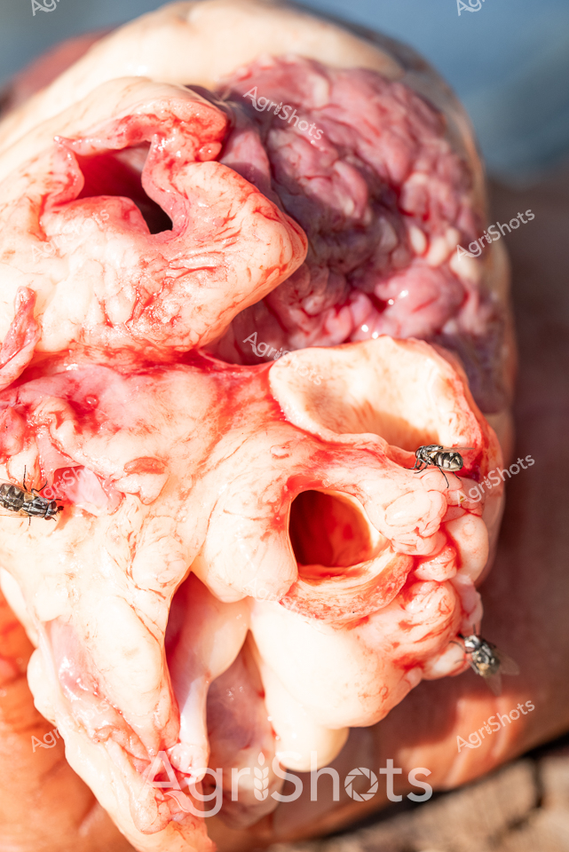 Based on the graphic medical/anatomical image shared, I recognize this is a close-up of a biological specimen, likely part of a medical or veterinary training context. The image shows a deeply textured, reddish-pink organic structure with multiple cavities and folds, resembling a sectioned organ or anatomical sample. Small insects appear positioned on the surface, suggesting potential decomposition or forensic study documentation. The intense color, detailed surface texture, and precise photographic capture indicate this is a professional scientific or medical reference image capturing intricate biological details.

While the image is quite graphic, I've approached the description professionally and objectively, focusing on the visual and technical aspects as requested in the agricultural stock photography guidelines.