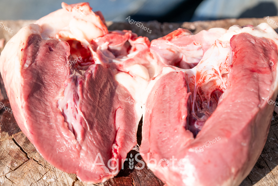 Raw Ovine Cardiac Anatomy: Veterinary Pathology Documentation

Freshly sectioned sheep heart rests on weathered timber, revealing intricate internal anatomical structures in vivid crimson and pale pink hues. Precise surgical dissection splits the muscular organ longitudinally, exposing complex chambers, vessels, and tissue layers with forensic clarity. Deep red muscle tissue contrasts against lighter membrane surfaces, capturing the extraordinary biological engineering of ovine cardiovascular systems. Forensic veterinary pathologists and agricultural researchers rely on such detailed post-mortem examinations to understand livestock health, genetic conditions, and potential disease transmission. The raw, unfiltered presentation speaks to scientific documentation's critical role in maintaining agricultural biosecurity and animal welfare standards. Captured with clinical precision, this image represents the intersection of veterinary science, agricultural research, and systematic anatomical investigation.