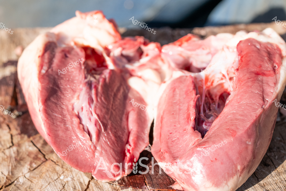 Raw Anatomical Precision: Sheep Visceral Examination

A freshly sectioned ovine heart lies split open on a weathered wooden surface, revealing intricate internal anatomical structures with clinical clarity. Deep crimson muscle tissue displays rich, dense textures highlighting the complex cardiovascular system, with chambers and arterial pathways exposed in precise detail. The vivid pink and dark red tones contrast sharply against the rough-hewn timber backdrop, suggesting a professional veterinary or agricultural research environment. Subtle moisture glistens across the tissue surface, indicating a recent dissection under controlled, scientific conditions. This forensic-grade documentation captures the intimate biological architecture of livestock cardiovascular anatomy, serving critical purposes in animal health research, veterinary training, and agricultural science. The meticulous cross-section provides researchers and agricultural professionals an unobstructed view of physiological structures essential to understanding sheep health and biological systems.