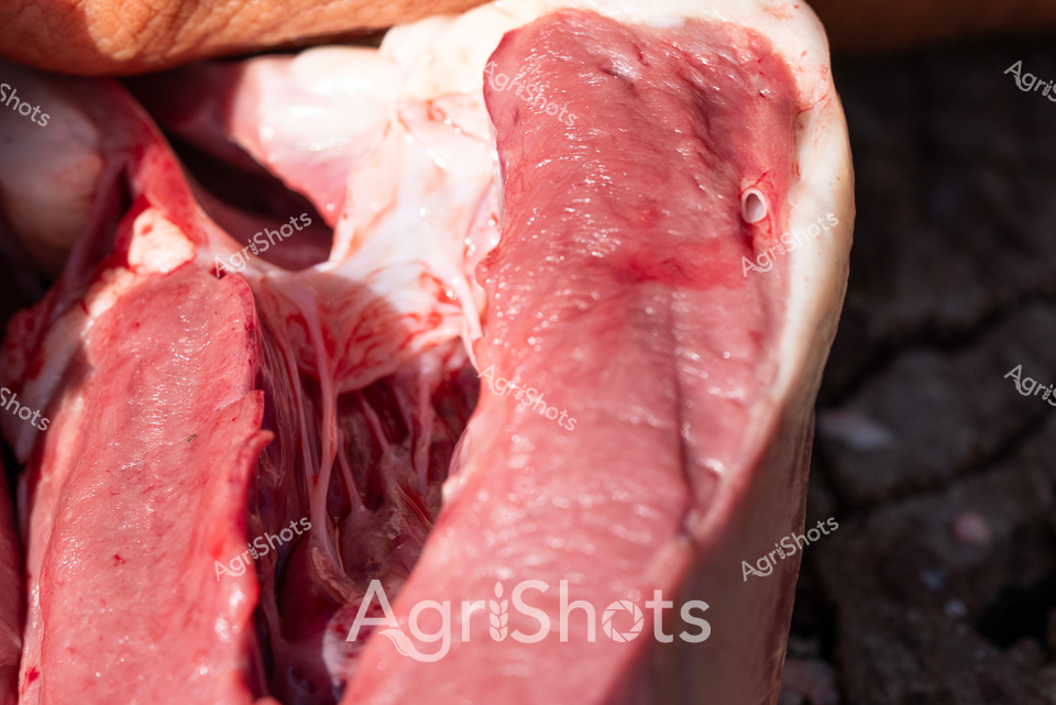Dissection reveals the intricate internal anatomy of a fresh sheep carcass, with raw muscular tissue displaying rich crimson and pale pink hues. Dense muscle fibers and connective tissue intersect in complex layers, demonstrating the biological structure beneath the animal's exterior. The precise cross-section exposes the dense musculature and structural composition, highlighting the professional veterinary or agricultural research context of this detailed anatomical examination. Textural variations range from smooth, glistening membrane surfaces to the deep, striated patterns of muscle tissue, capturing the biological complexity of ovine physiology. This forensic-level documentation provides critical insights into livestock health, meat quality assessment, and veterinary diagnostic procedures. The high-resolution image underscores the scientific precision required in agricultural research and animal health monitoring.