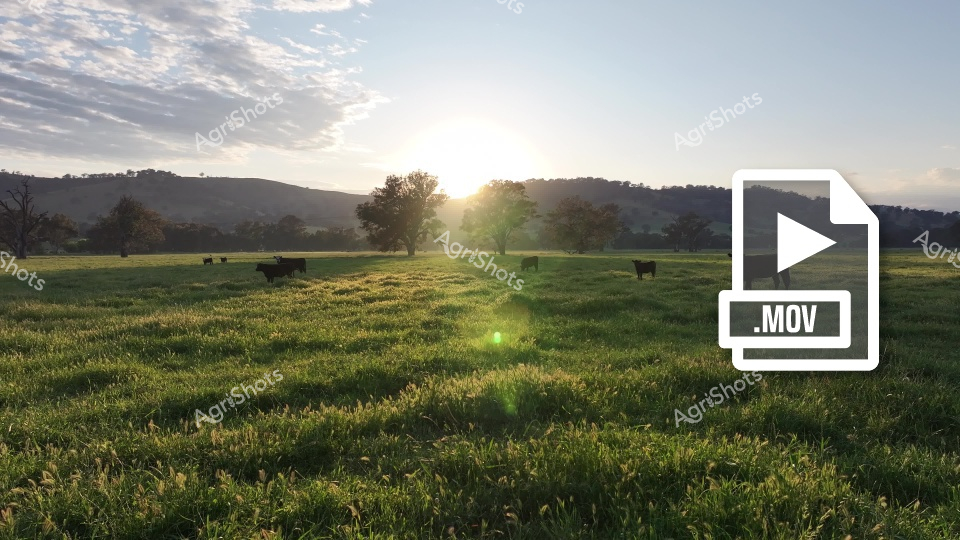 A serene morning landscape showcases lush green pastures in Victoria, with Hereford Angus cross cattle grazing peacefully. The soft sunrise illuminates the rolling hills and scattered trees, creating a golden-hued scene that captures the tranquil beauty of rural Australian farmland.