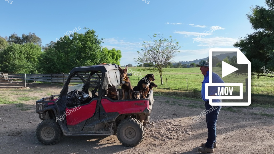 A red utility vehicle sits on a dirt path with multiple dogs seated in its cargo area, set against a backdrop of green pastures and trees. A man in a dark jacket and hat stands nearby, facing sideways, overlooking the rural landscape in what appears to be Victoria, Australia.