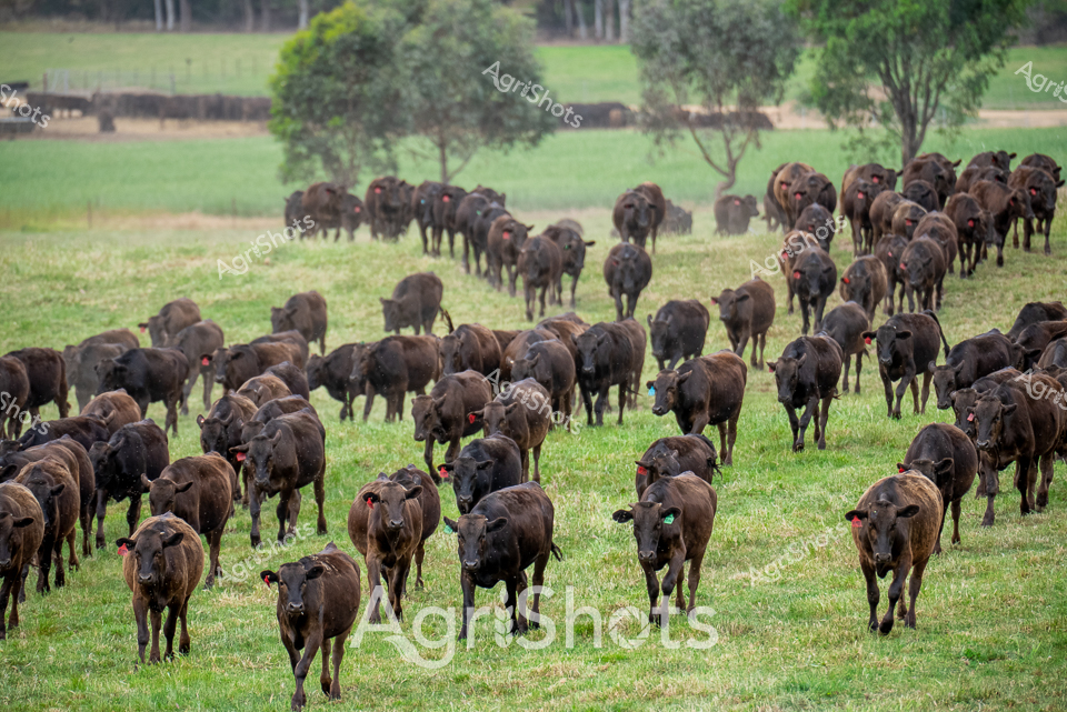 Wagyu cattle graze contentedly across a lush pasture in rural Victoria, their deep chocolate and black coats creating a rich, undulating landscape of muscular frames. The herd spreads across verdant grasslands, punctuated by scattered eucalyptus trees and distant tree lines, suggesting a temperate early morning or late afternoon light. Each animal wears a distinctive red ear tag, marking them as part of a carefully managed breeding program that represents the pinnacle of Australian beef production. The cattle move with a calm deliberateness, their robust bodies testament to the high-quality nutrition and careful husbandry of this premier beef operation. Variations in coat color - from deep espresso to lighter umber tones - highlight the genetic diversity within this Wagyu herd, reflecting sophisticated breeding techniques that have made Australian Wagyu renowned worldwide. The pastoral scene captures the intersection of agricultural expertise, landscape management, and premium livestock production, embodying the sophisticated agricultural practices of modern Australian farming.