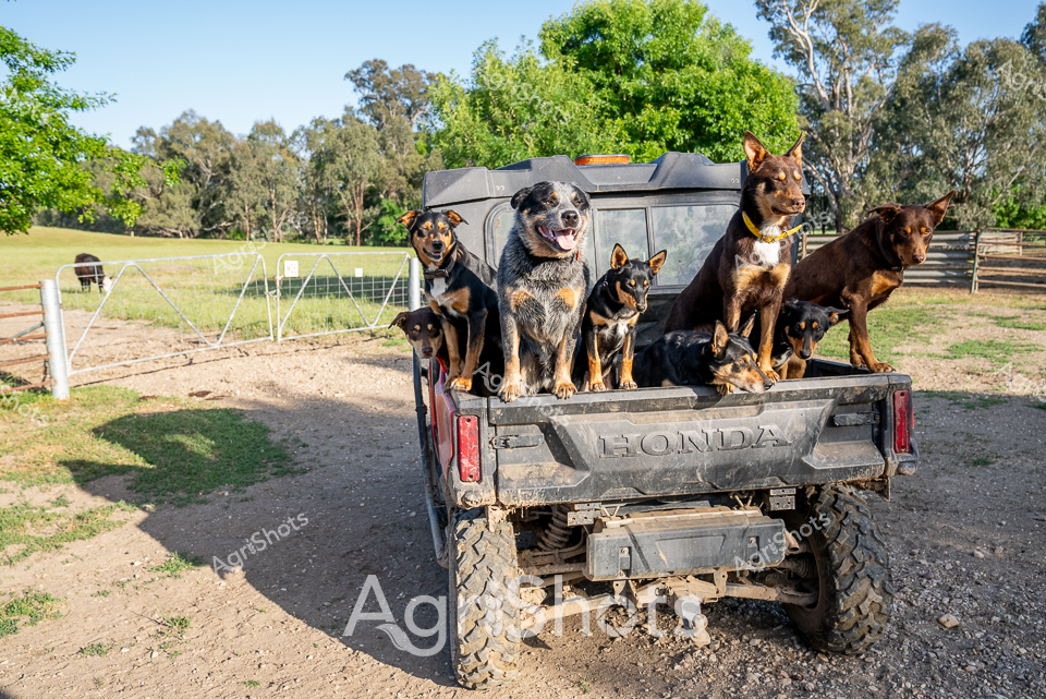 A pack of diverse working dogs perch confidently on a well-worn Honda farm utility vehicle, perfectly embodying the collaborative spirit of rural Australian agricultural life. Set against a lush paddock backdrop of eucalyptus trees and green pasture, these alert canines represent the essential partnership between farmers and their loyal four-legged workers. Multiple breeds - including what appear to be cattle dogs, kelpies, and mixed working breeds - sit attentively on the vehicle's tray, each displaying the focused energy characteristic of Australian farm dogs. Their varied coat colors range from rich chocolate browns to mottled black and tan, with some sporting distinctive markings typical of herding breeds. The rugged utility vehicle, covered in dust and sporting robust off-road tires, grounds the scene in authentic rural working conditions. These dogs exemplify the resilience, intelligence, and camaraderie required in managing livestock and supporting daily agricultural operations across Victoria's diverse farming landscape.