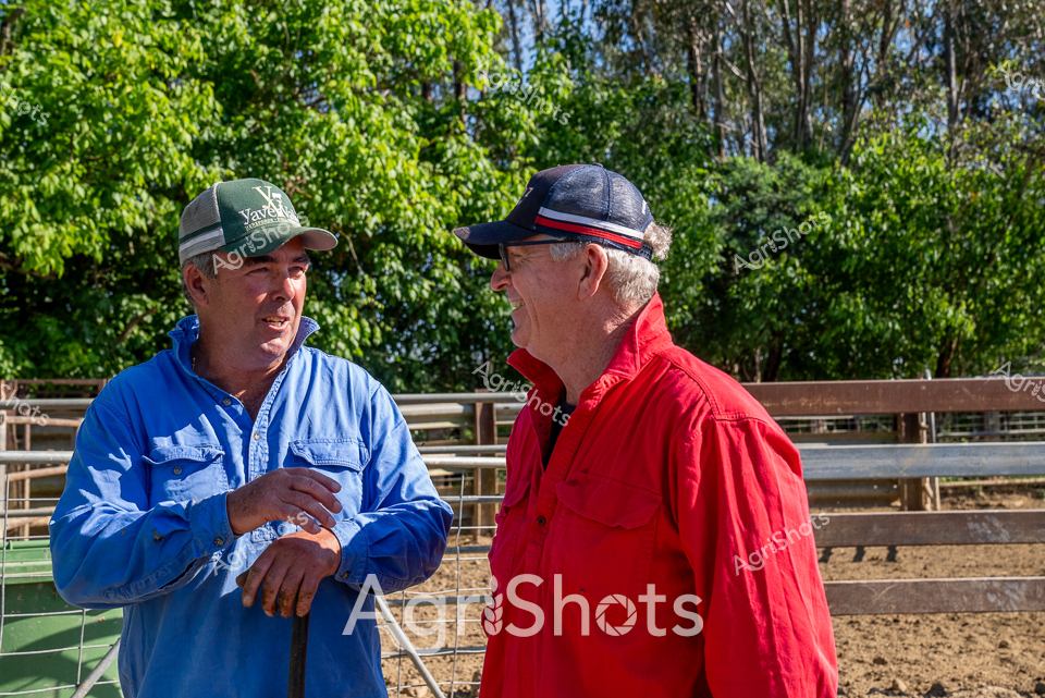 Rural Victoria cattle yards on a bright, clear day: two experienced stockmen share a moment of conversation amid weathered steel rails and dusty paddock grounds. One wears a vibrant blue work shirt and a Xavier Agricultural cap, while the other stands in a striking red jacket and navy baseball cap, their relaxed body language suggesting decades of shared farming knowledge. Mature eucalyptus trees frame the background, casting dappled sunlight across the rustic livestock infrastructure. The men's positioning and gestures speak to the collaborative spirit of Australian agricultural communities - an intimate exchange that likely involves discussing cattle management, seasonal conditions, or local farming challenges. Soft earth tones of the yards contrast with their bright clothing, highlighting the practical workwear essential to rural professional life. Their interaction captures the heart of regional agricultural practice - connection, expertise, and mutual respect born from generations of working closely with the land and livestock.