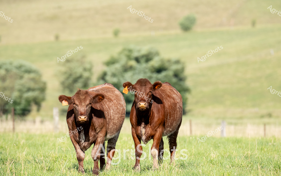 Rich mahogany-hued Shorthorn heifers stand confidently in a golden summer pasture, their muscular frames highlighting the robust genetics of Central West New South Wales cattle breeding. Vivid yellow ear tags glint in the warm sunlight, marking these premium stud animals against a backdrop of soft green rolling hills and scattered eucalyptus trees. The lush grassland stretches beneath their hooves, testament to the region's fertile agricultural landscape during peak summer growth. Each heifer carries the distinctive deep reddish-brown coat characteristic of the Shorthorn breed, their powerful physiques suggesting excellent beef lineage and careful genetic selection. Gently undulating terrain frames the scene, with fence lines subtly defining the managed paddock and hints of distant tree lines providing depth to the pastoral vista. These heifers represent the pinnacle of Australian beef cattle breeding - strong, healthy animals perfectly adapted to the challenging yet productive environments of inland NSW.