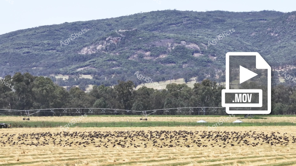 A vast agricultural field in New South Wales is covered with numerous dark-colored birds, likely corvids or starlings, during a hot summer day. Irrigation equipment spans the field, with a forested hillside and rocky outcrops rising in the background, creating a typical Australian rural landscape scene.