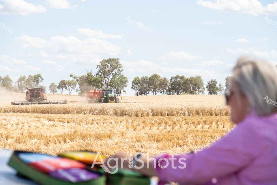 Golden wheat ripples across the horizon as harvesters slice through a mature crop under a vast blue summer sky. A Case header moves methodically through the wheat field, accompanied by a vibrant green tractor, kicking up dust in the classic Riverina landscape of New South Wales. In the foreground, a figure in a purple shirt observes the agricultural choreography, with a first aid kit nearby - a subtle reminder of the careful safety protocols integral to modern farming. Eucalyptus trees line the field's edge, providing a natural windbreak and framing the agricultural scene with their silvery-green foliage. The harvesting equipment moves with precision, transforming the golden wheat field into neat, shorn rows that demonstrate the efficiency of contemporary Australian broadacre farming. The bright sunlight, protective sunglasses, and wide-brimmed harvest hats capture the intense summer conditions of this critical agricultural moment, where weeks of careful cultivation culminate in the season's crop collection.