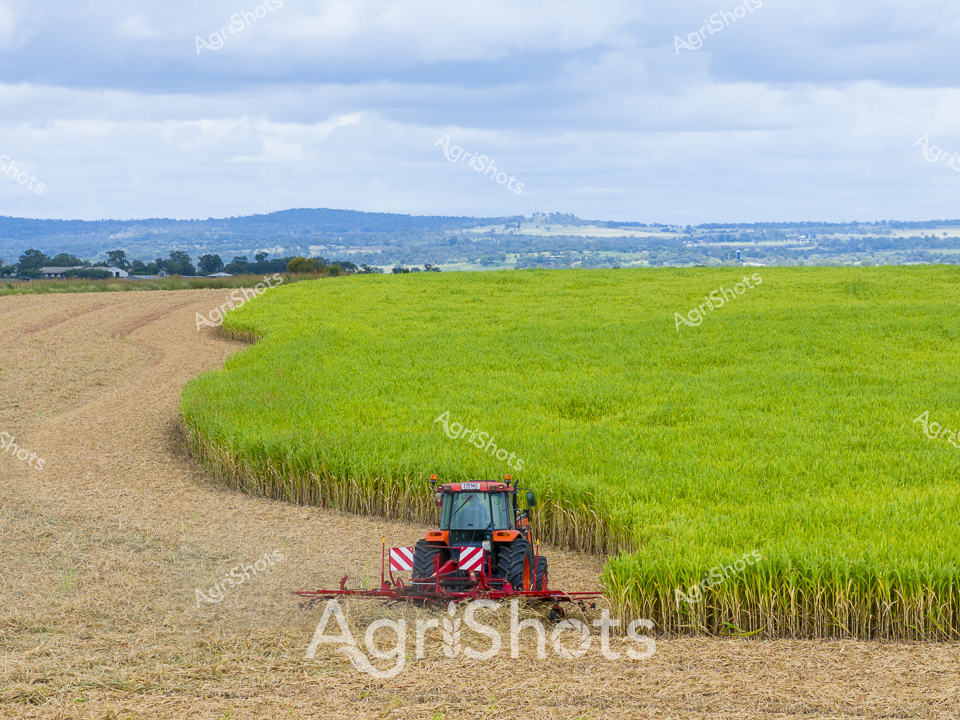 A crimson Kubota tractor glides between a vibrant green forage sorghum crop and a golden-brown harvested paddock, creating a striking visual contrast against the soft blue Queensland sky. The late summer landscape rolls gently towards distant blue-tinged hills, showcasing the quintessential agricultural terrain of rural Australia. Precision agricultural techniques are evident as the tractor methodically rakes the hay, its gleaming red body and wide rake implementing careful crop management across the undulating terrain. Lush green sorghum stands tall on one side, representing potential feed or grain harvest, while the adjacent golden-brown section reveals the recent completion of harvesting activities. Wispy clouds drift overhead, casting subtle shadows and adding depth to the expansive rural scene that epitomizes the agricultural productivity of Queensland's agricultural heartland. The image captures the rhythmic beauty of modern farming - a dance of machinery, science, and natural landscape working in harmonious productivity.