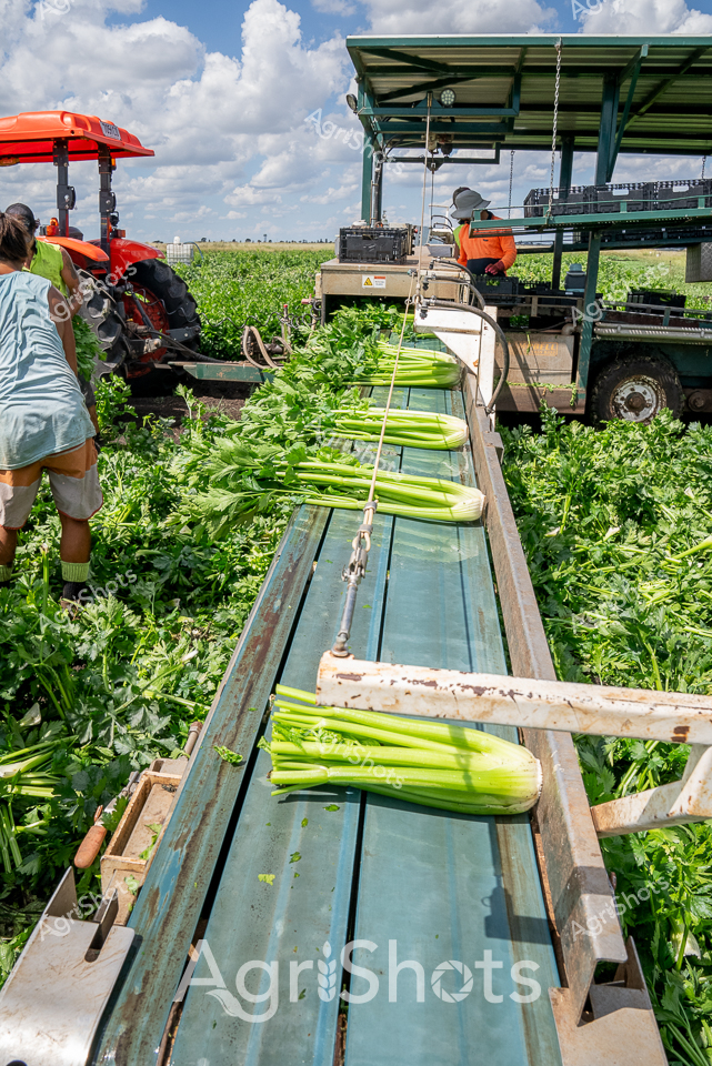 Celery Harvest in Full Swing

Vibrant green celery stalks cascade along a blue-tinted conveyor belt, capturing the precision of modern agricultural harvesting. A red-topped tractor and specialized harvesting machinery dominate the background, with agricultural workers carefully managing the crop's transition from field to processing. Lush green vegetation surrounds the harvesting equipment, set against a brilliant blue sky with puffy white clouds that speak to ideal growing conditions. The scene pulses with the rhythm of agricultural productivity, showcasing the intricate process of bringing fresh produce from farm to market. Workers dressed in light, practical clothing move with practiced efficiency, their movements synchronized with the mechanical harvesting system. The image captures a moment of agricultural excellence, highlighting the sophisticated technology and human skill required to bring fresh celery to dining tables across the country.