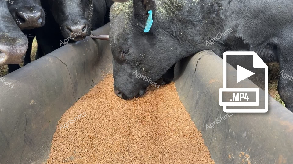 A group of black Angus bulls gather around a feed trough filled with grain during winter in New South Wales, Australia. These stud cattle from the New England region are closely clustered, with one bull wearing a blue ear tag, intently eating from the linear feeder. The image captures a typical feeding scene on a cattle farm during the cooler months.