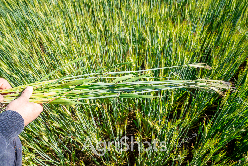 Golden wheat stalks ripple with vitality, captured at the peak of spring growth in the fertile Riverina region of New South Wales. A weathered agricultural worker's hand grasps a freshly cut bundle, revealing the lush, vibrant green and golden hues of young wheat just before harvest. The dense field stretches horizon-to-horizon, each blade standing tall and straight, creating a mesmerizing textural landscape of agricultural potential. Sunlight illuminates the wheat's surface, creating a shimmering effect that highlights the crop's health and the careful cultivation of this critical grain-producing region. The image captures the precise moment of assessment - checking crop maturity, grain development, and readiness for harvesting - a critical ritual in the annual agricultural cycle. The tightly framed composition emphasizes the intimate connection between farmer and crop, showcasing the meticulous care and expertise required to produce Australia's world-renowned wheat exports.