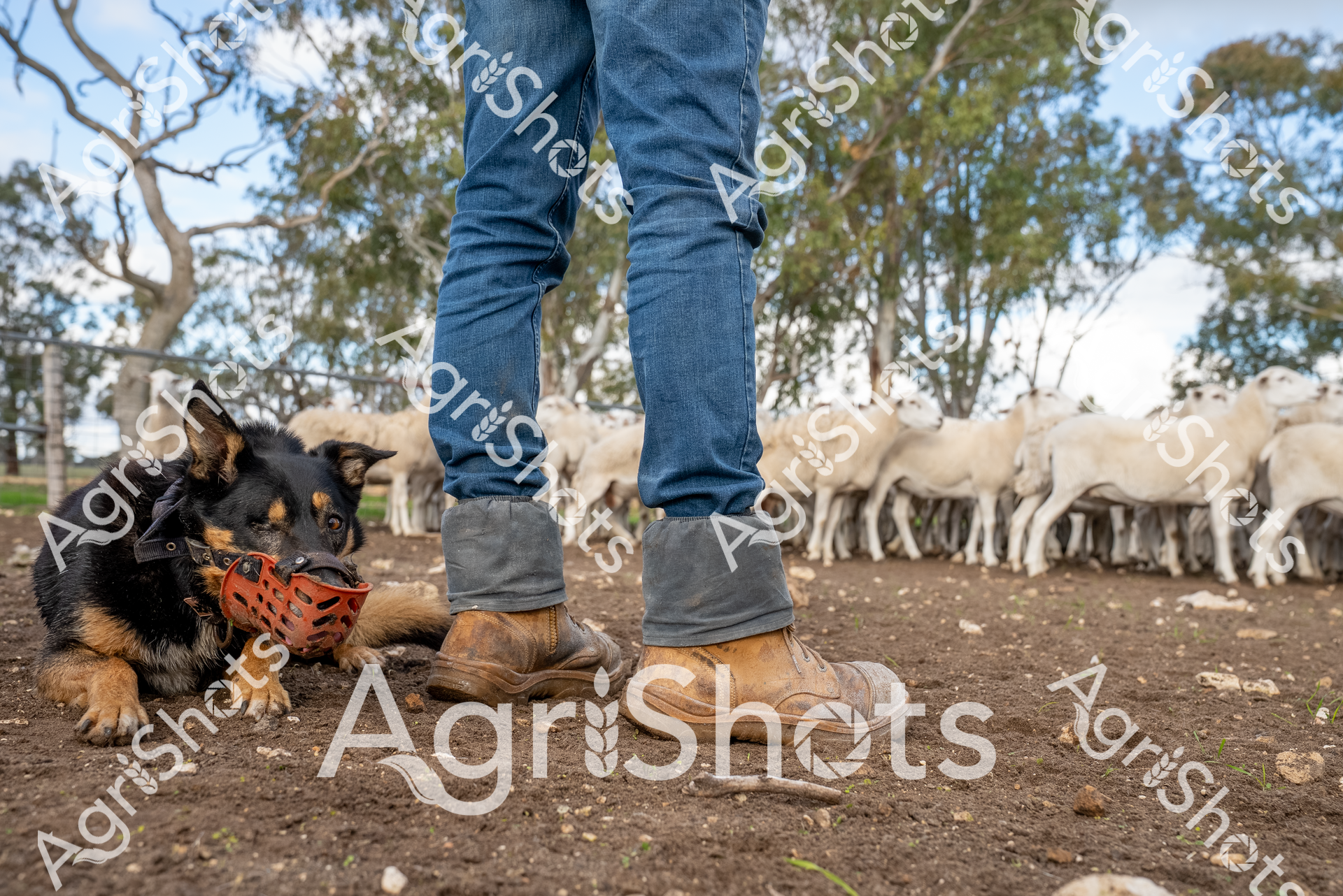 A seasoned farm working dog sits attentively beside his handler in a classic Australian pastoral scene. A black and tan herding dog, likely an Australian Kelpie, rests close to weathered work boots, wearing a protective muzzle while keeping watch over a flock of pale sheep grazing in the background. The landscape reveals a typical rural setting with scattered eucalyptus trees and open paddock, capturing the essence of Australian agricultural life. Dusty ground and rugged work attire - faded blue denim jeans and robust leather work boots - speak to the demanding nature of sheep farming. The dog's alert posture and proximity to the handler demonstrate the critical partnership between farmer and working dog in managing livestock. This image encapsulates the resilience, skill, and deep connection to the land that defines rural Australian agriculture, highlighting the unspoken communication and mutual dependence between farmer, dog, and flock.