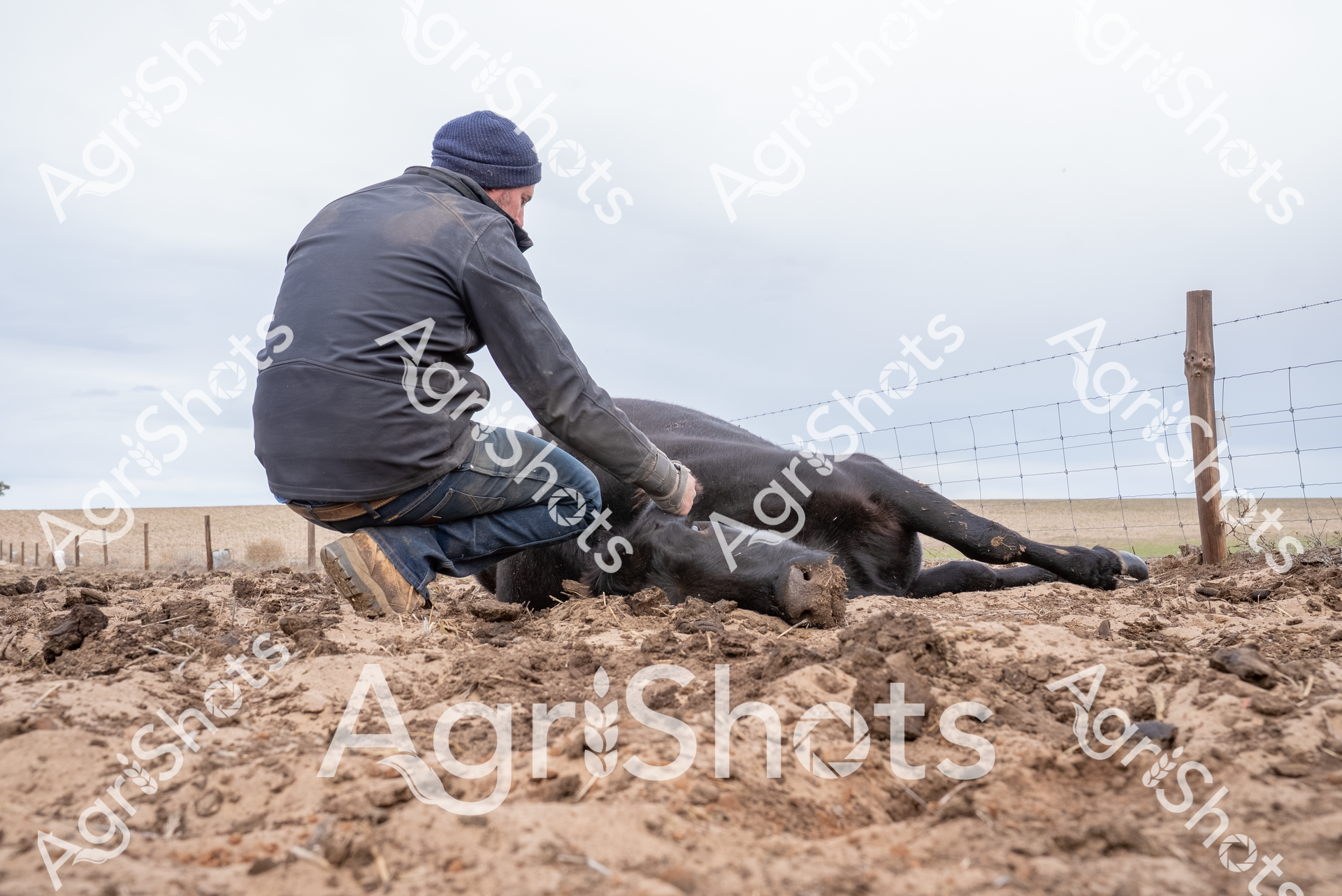 A stoic farmworker cradles a fallen black cow on parched, cracked earth, capturing the harsh realities of agricultural struggle during a severe drought. The worker, dressed in a navy beanie and charcoal jacket, kneels beside the stricken animal near a wire fence line, surrounded by a desolate landscape of dusty, broken ground and distant horizon. The cow's dark coat contrasts sharply with the bleached, barren soil, emphasizing the devastating impact of prolonged dry conditions on livestock and rural communities. Tension and compassion radiate from the scene, with the farmworker's careful, supportive posture suggesting both professional concern and deep emotional connection to the animal's plight. The muted grey-brown palette and flat lighting evoke the unforgiving nature of agricultural challenges, particularly during extreme environmental stress. This powerful image speaks to the resilience, vulnerability, and intimate bond between farmers and the livestock in the face of merciless natural conditions.