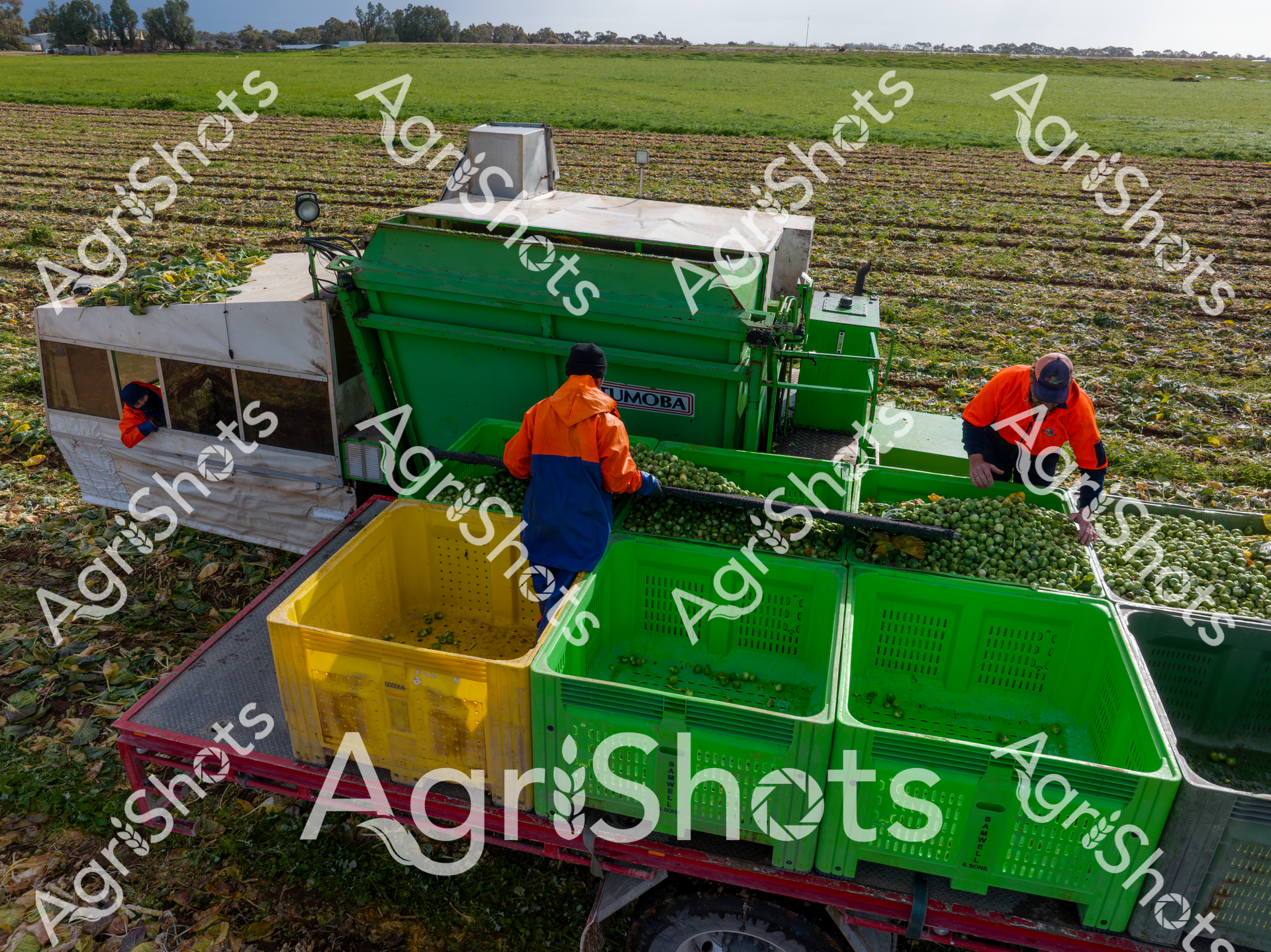 ALMABIN_2112165754_9466978-scaled-watermarked-image-1.png