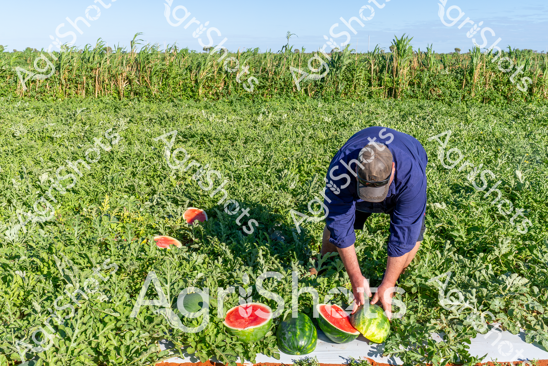 ALMABIN_2151658756_3620821-scaled-watermarked-image-1.png