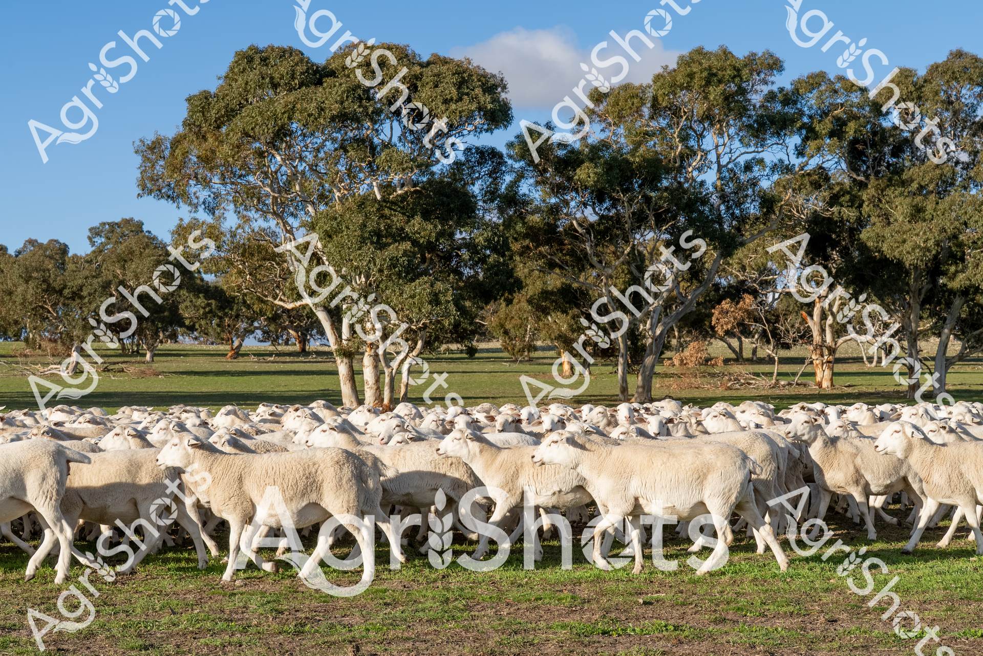 ALMABIN_2180298365_9513695-scaled-watermarked-1.png