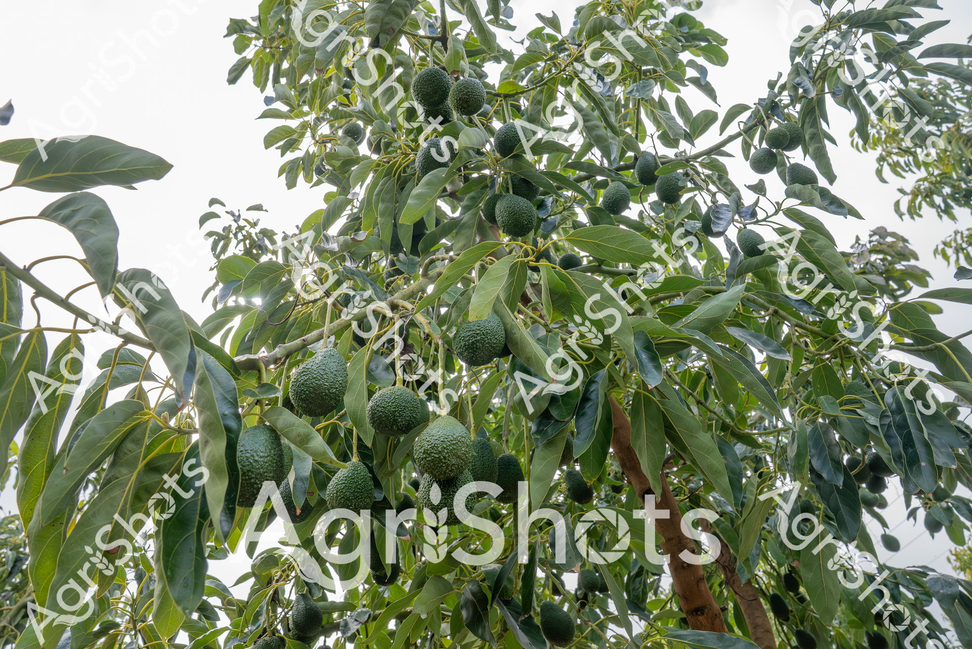 ALMABIN_2196185910_4164175-scaled-watermarked-image-1.png