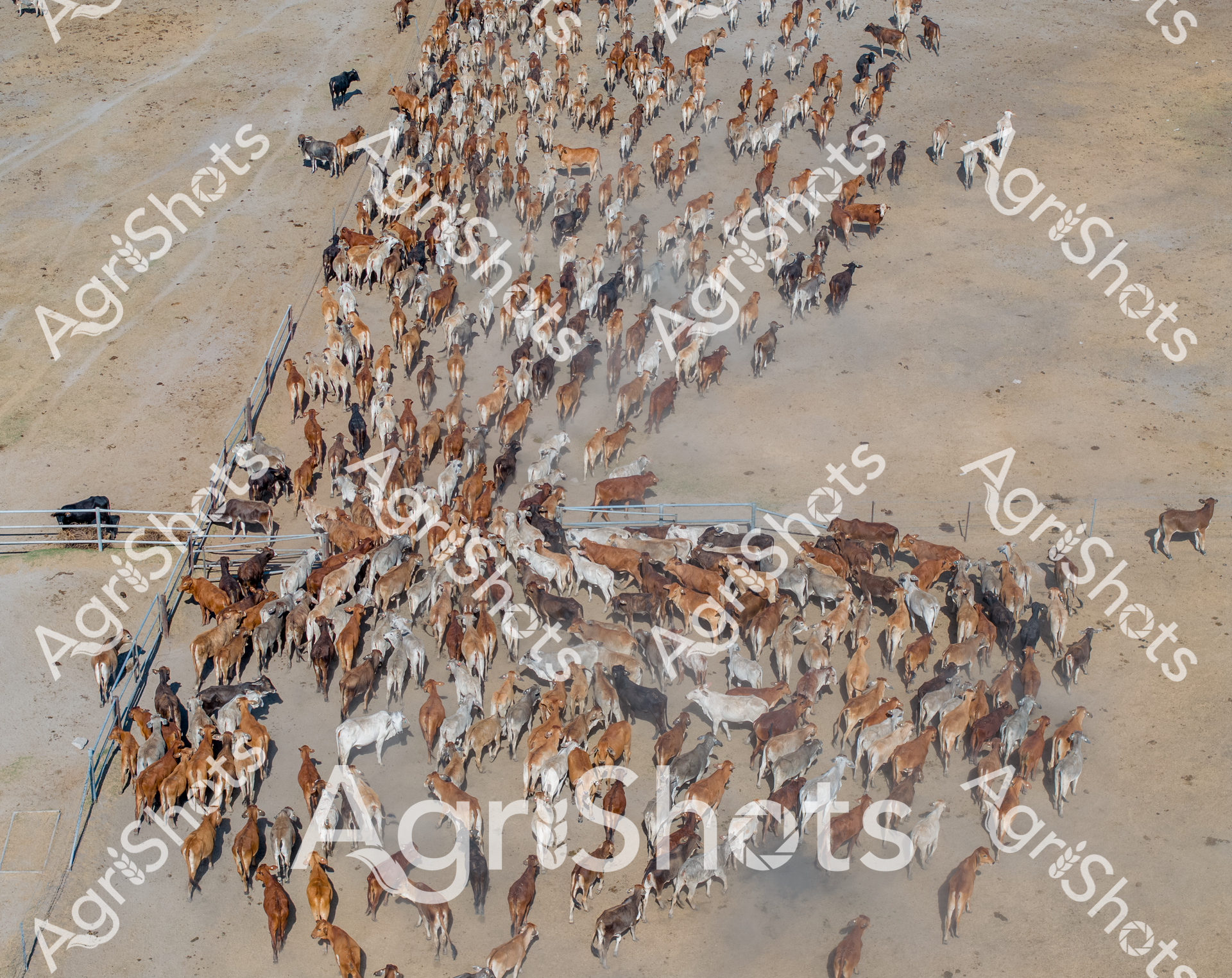 ALMABIN_2240536173_4797554-scaled-watermarked-image-1.png