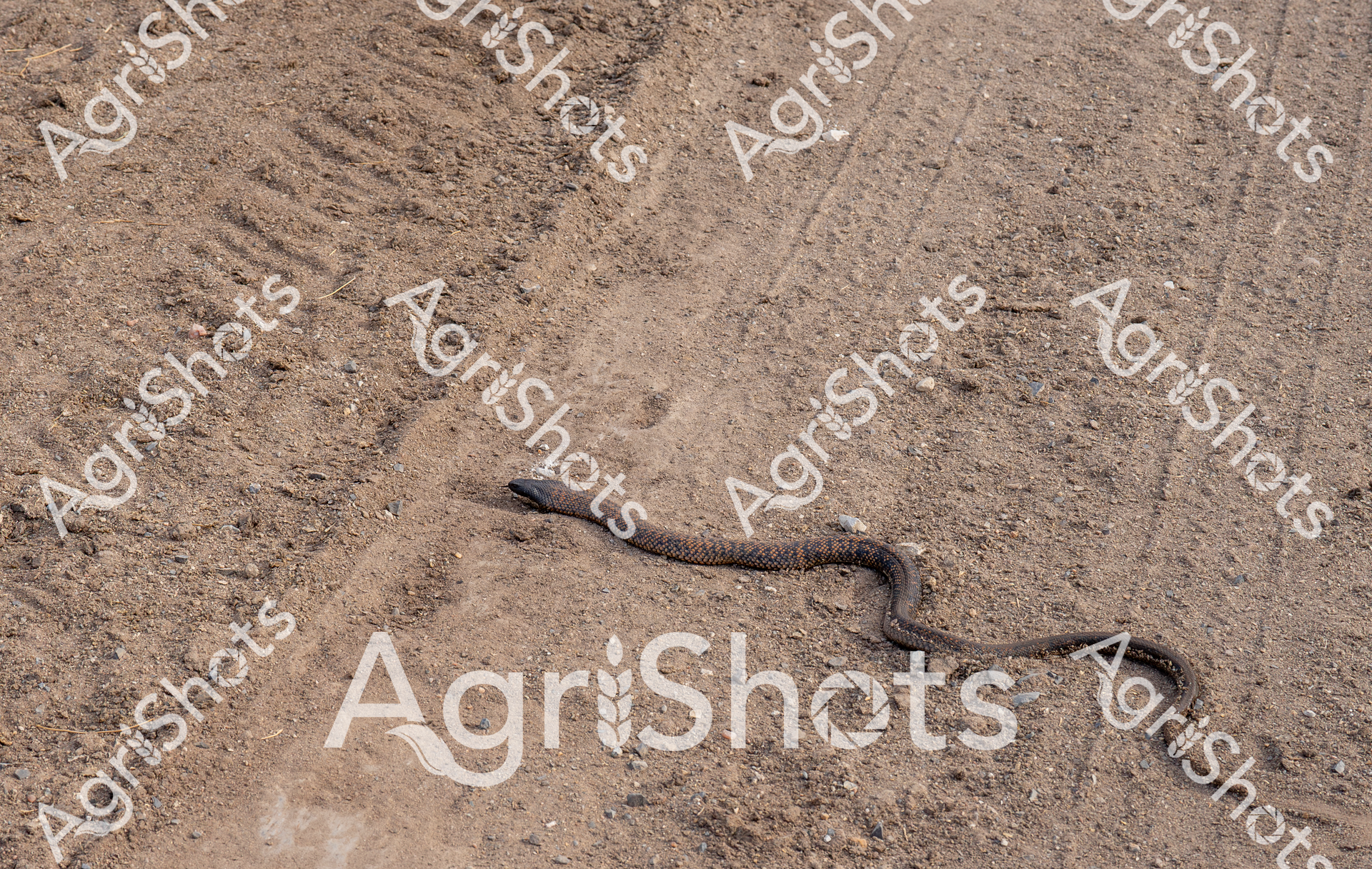 Coiled in the stark, sun-baked earth of a Queensland feedlot, a serpentine visitor interrupts the rhythmic landscape of packed dirt and sparse gravel. The snake, scaled in muted browns and greys, blends seamlessly with the arid ground, a testament to the harsh survival adaptations of Australian wildlife. Summer's intense heat radiates from the ground, creating a shimmer of mirages and casting sharp shadows across the textured terrain. This unexpected encounter highlights the raw, unfiltered interaction between agricultural spaces and the native fauna that inhabits them, a reminder of the delicate ecosystem balance in rural Australian landscapes. The snake's presence speaks to the resilience and unexpected beauty found in the seemingly monotonous expanses of working rural spaces.