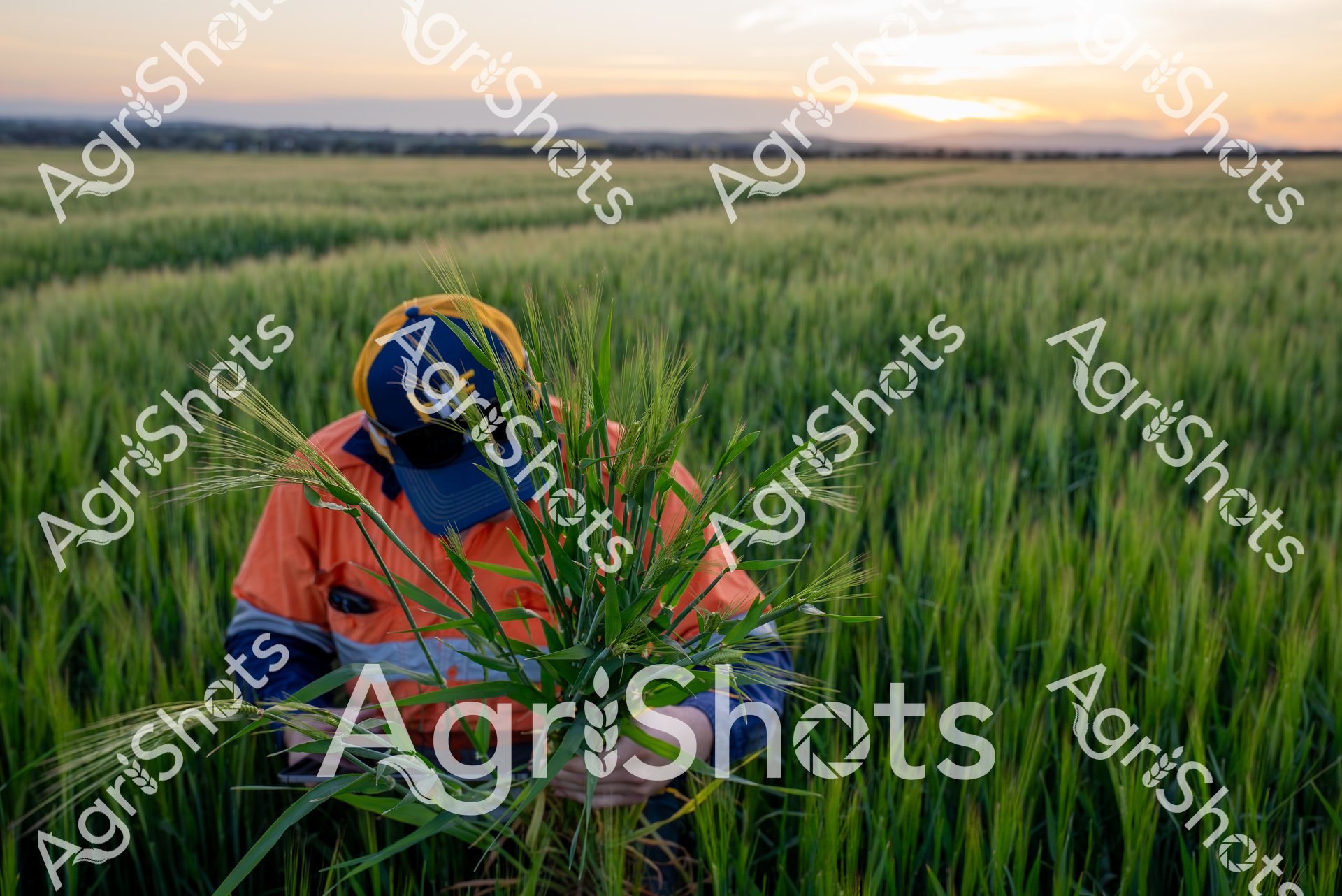 ALMABIN_2279239960_2794396-scaled-watermarked-image-1.png