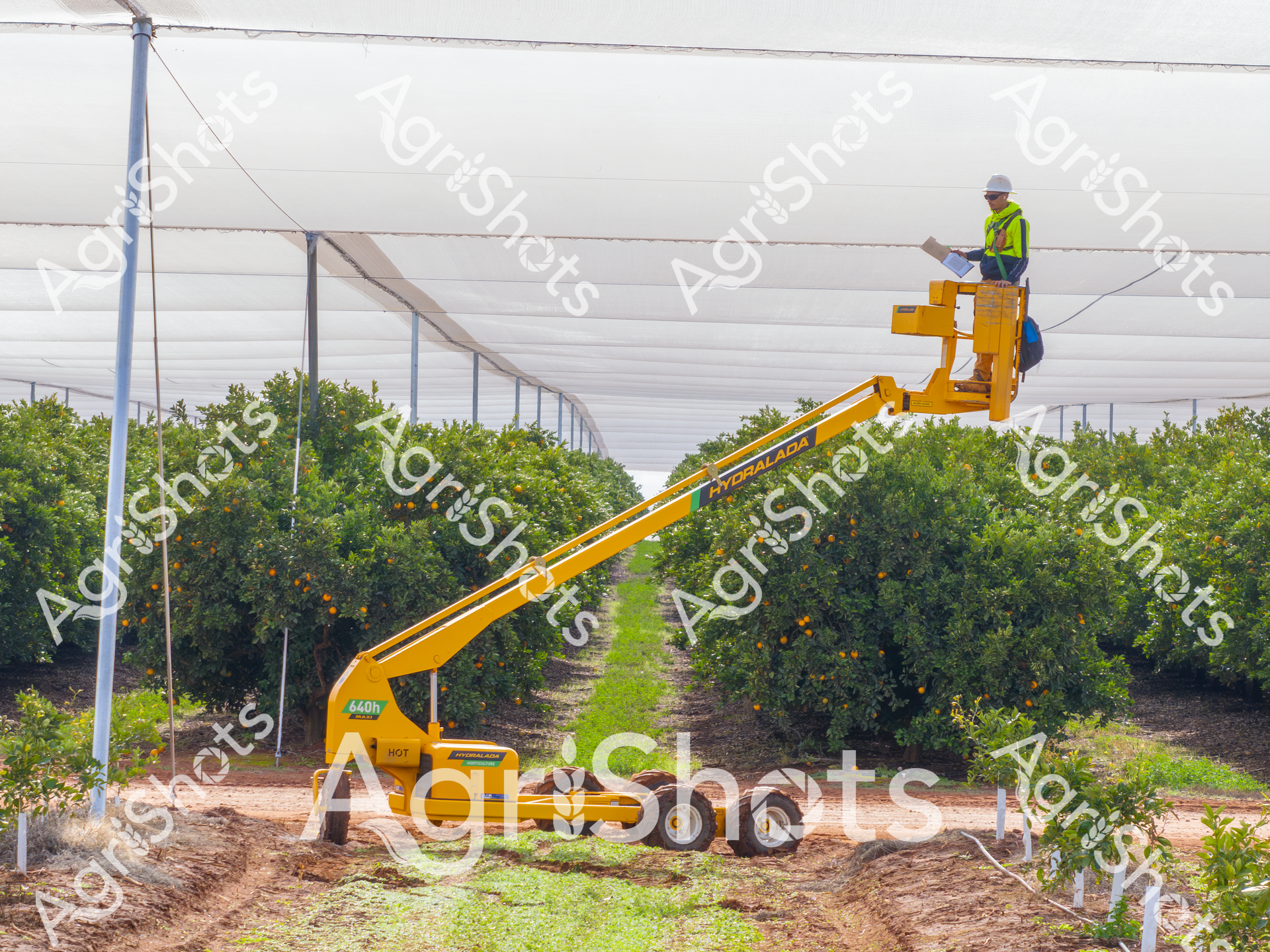 Nestled within a meticulously managed citrus grove, a vibrant yellow Hydrema 640h articulated dump truck stands positioned between rows of lush orange trees laden with ripe fruit. A worker in a high-visibility safety vest and white hard hat operates the machine's elevated platform, surveying the orderly agricultural landscape with precision. The grove's infrastructure is defined by neat irrigation poles and a protective white canopy, suggesting advanced agricultural techniques designed to optimize fruit production and protect against environmental variables. Rich terra cotta soil lines the carefully maintained pathways between tree rows, contrasting beautifully with the deep green foliage and bright orange fruit. The mechanical presence of the specialized agricultural equipment against the natural backdrop illustrates the sophisticated intersection of technology and farming in modern Australian citrus production. Golden morning light bathes the scene, highlighting the textures of leaves, fruit, and machinery, and capturing the methodical, purposeful atmosphere of contemporary agricultural management.