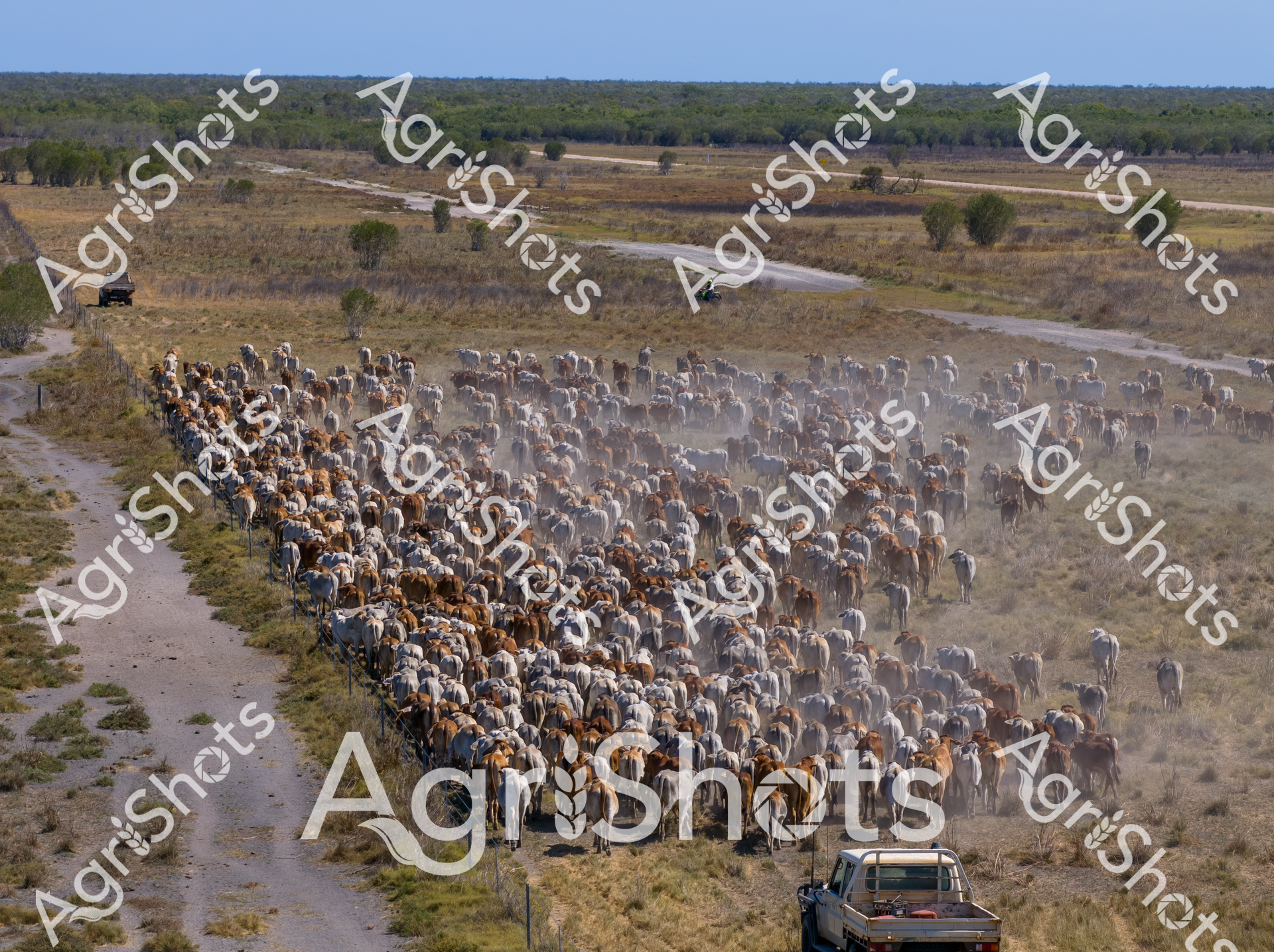 A massive cattle herd moves along a dusty rural road, stretching across the landscape. Hundreds of cattle in various shades of brown and gray kick up clouds of dust as they are herded through an expansive grassland with scattered trees and vehicles accompanying the drive.