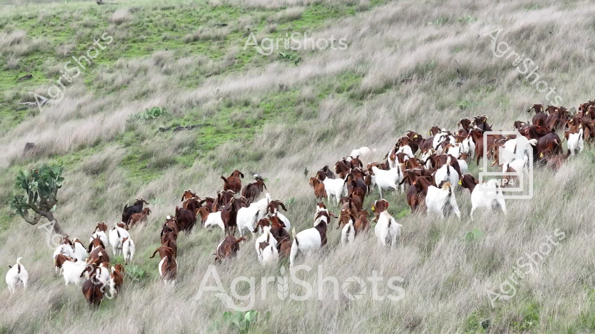 A diverse herd of Boer and Angora goats traverses a verdant grassland, their brown and white coats creating a dynamic mosaic against the muted grey and green landscape. The goats move purposefully across undulating terrain dotted with scattered native succulents, suggesting this is likely a mixed grazing property in an arid or semi-arid region of Australia. Some goats are marked with yellow ear tags, indicating professional herd management and tracking. The herd appears healthy and well-conditioned, moving in a loose but coordinated formation through long grasses and sparse vegetation. Patches of bright green vegetation contrast with the silvery-grey grass, hinting at recent rainfall or seasonal transition. The image captures the resilience and adaptability of goat farming in challenging Australian agricultural landscapes, showcasing how these versatile animals can thrive in marginal grazing environments.

Likely category tags: Livestock, Australian LiveStock Breeds, Landscapes, Farm Equipment